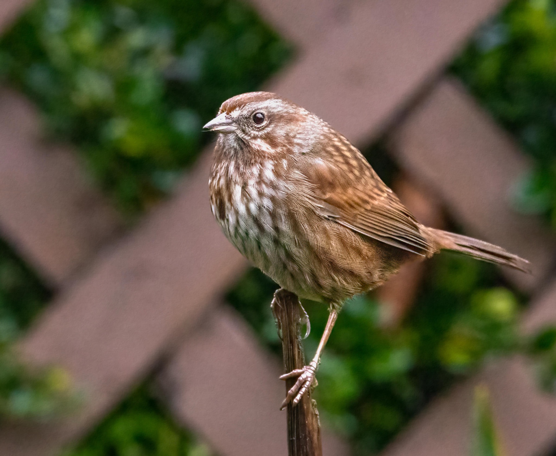 Song Sparrow