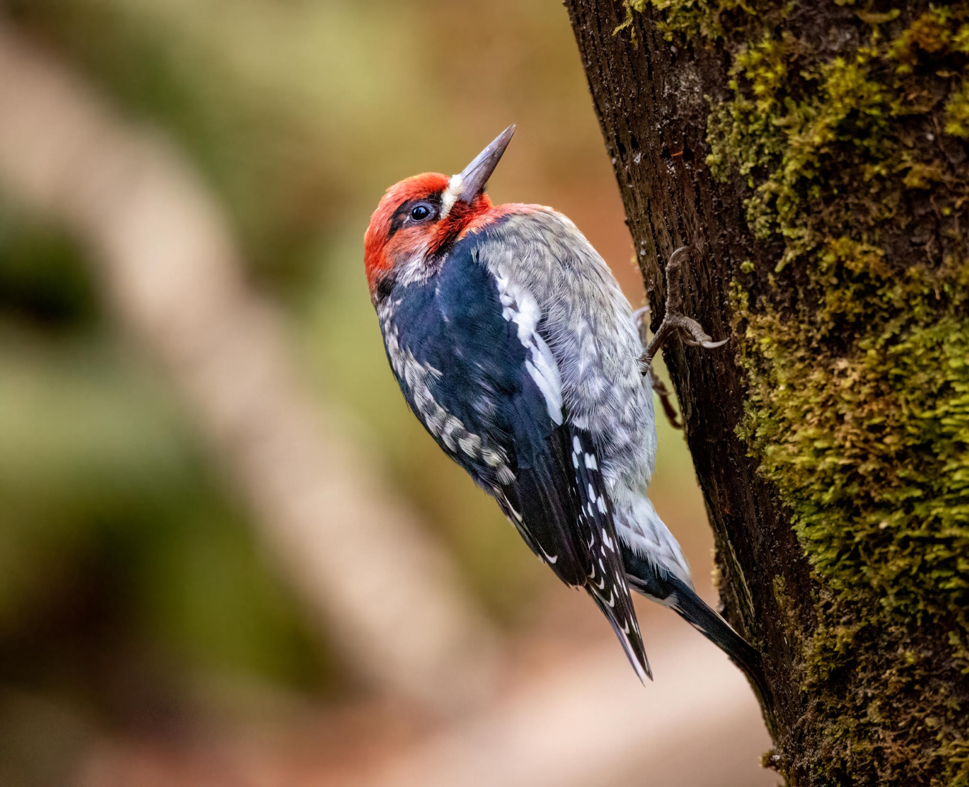 Red-breasted Sapsucker