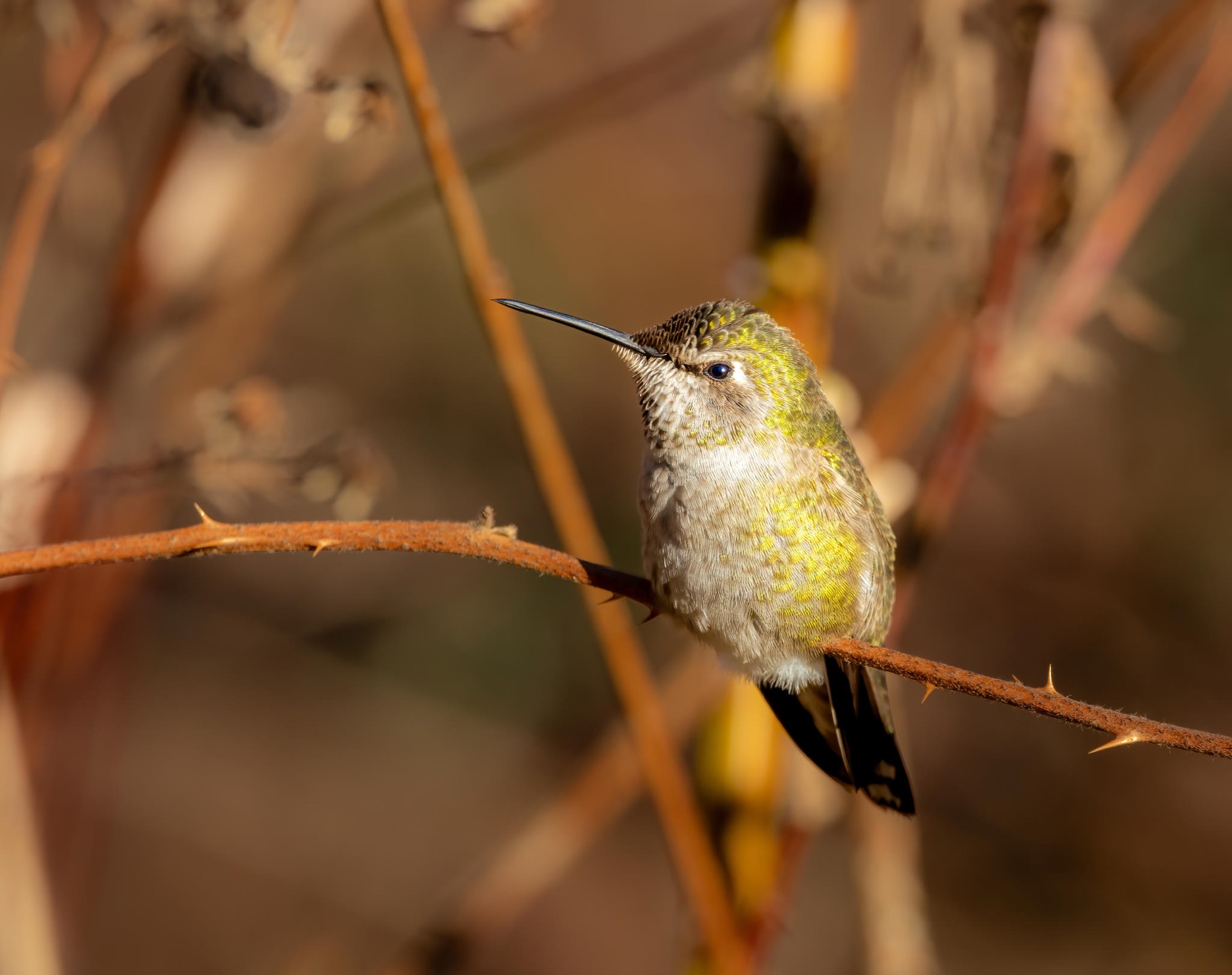Anna's Hummingbird