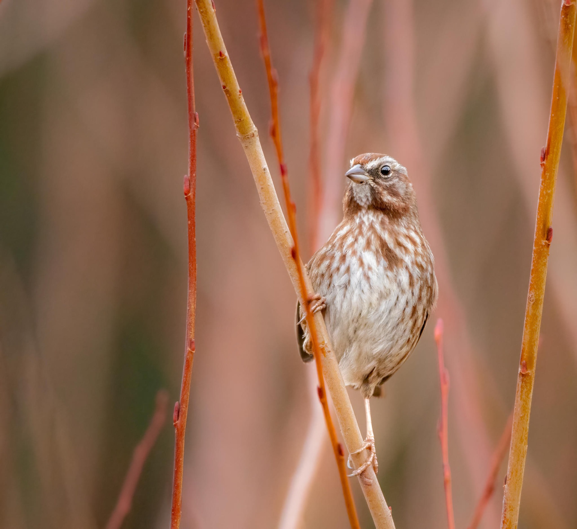 Song Sparrow