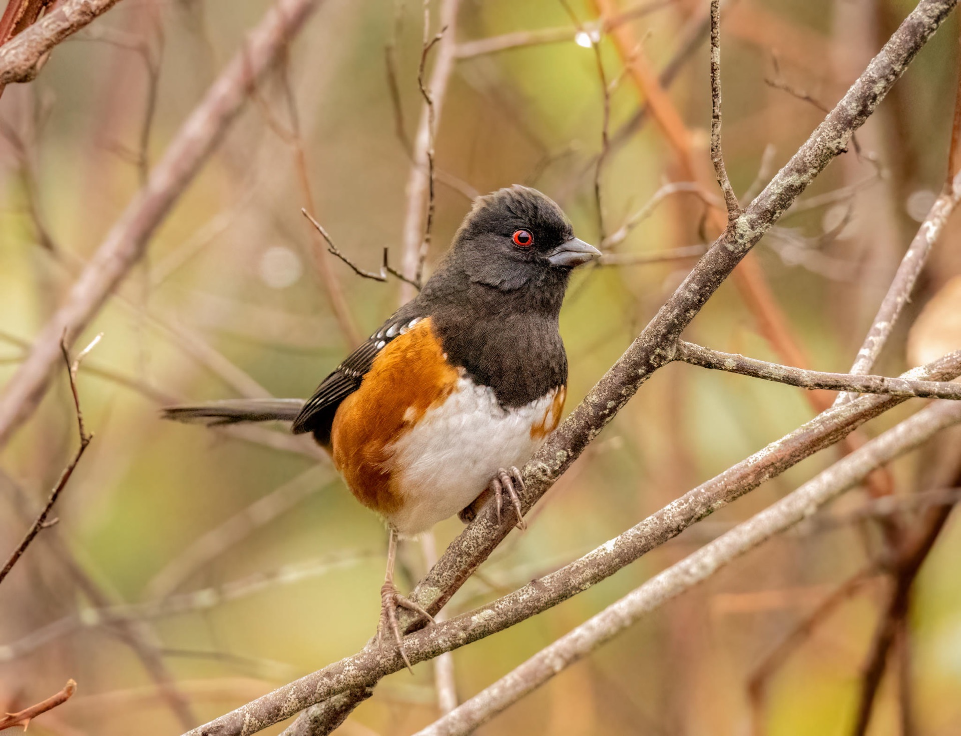 Spotted Towhee