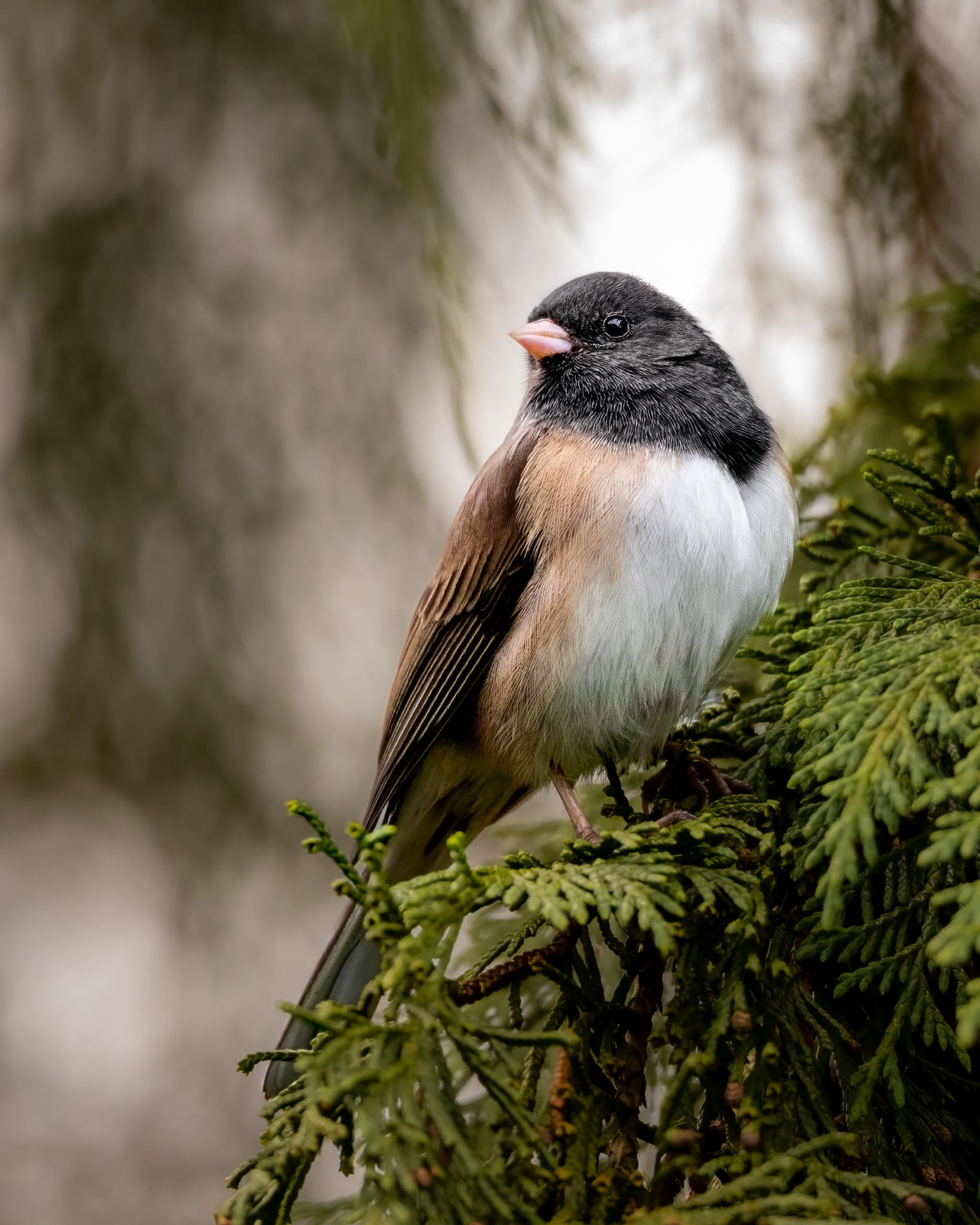 Dark-eyed Junco
