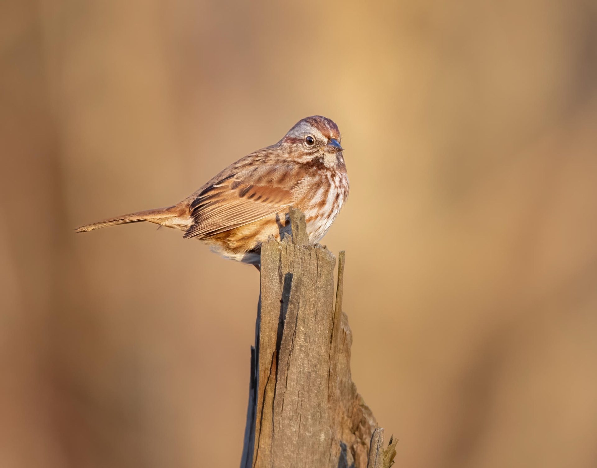 Song Sparrow