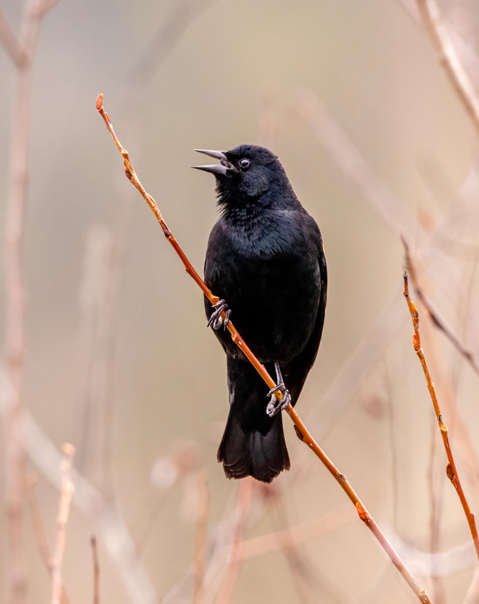 Red-winged Blackbird