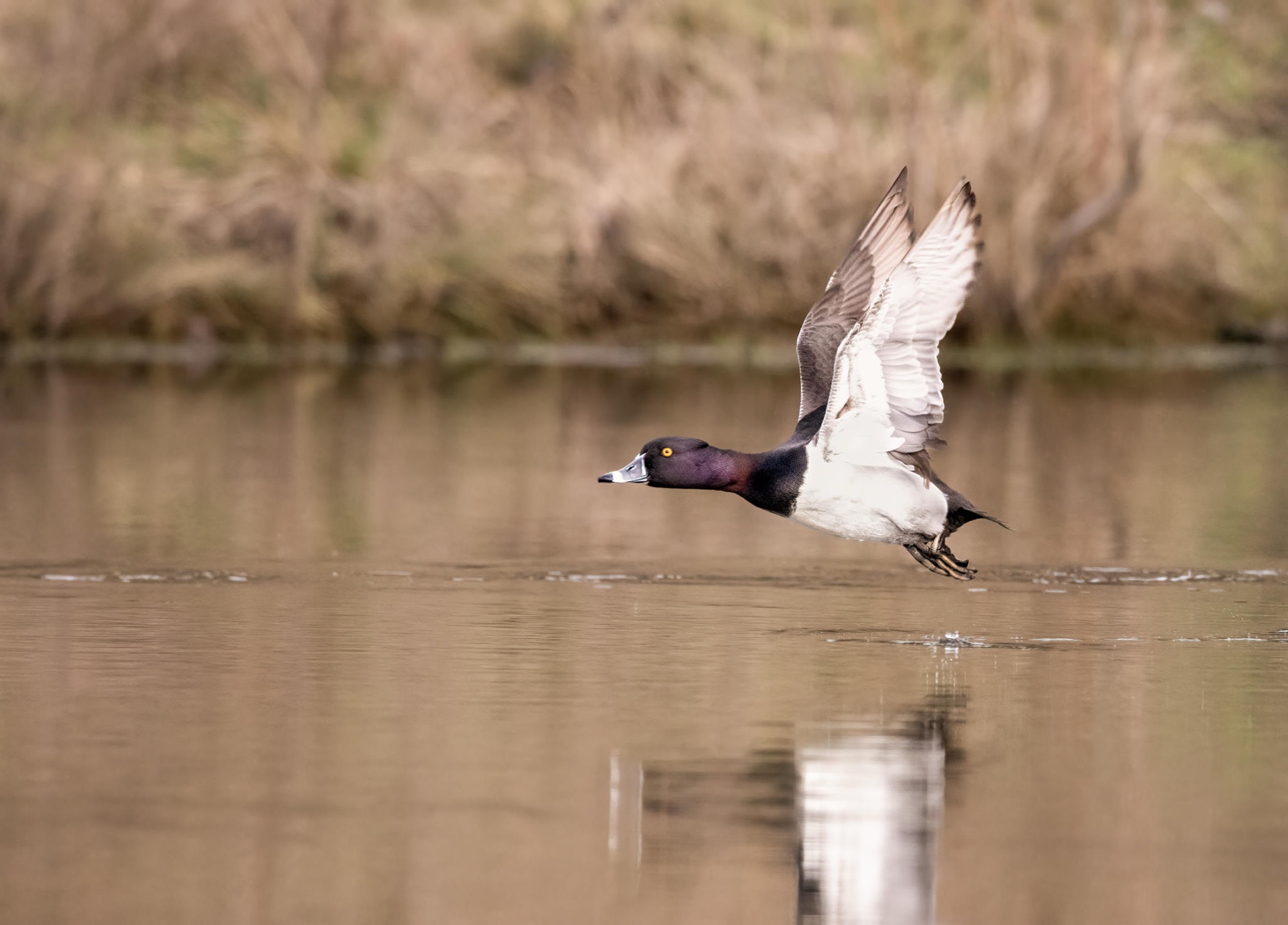 Ring-necked Duck