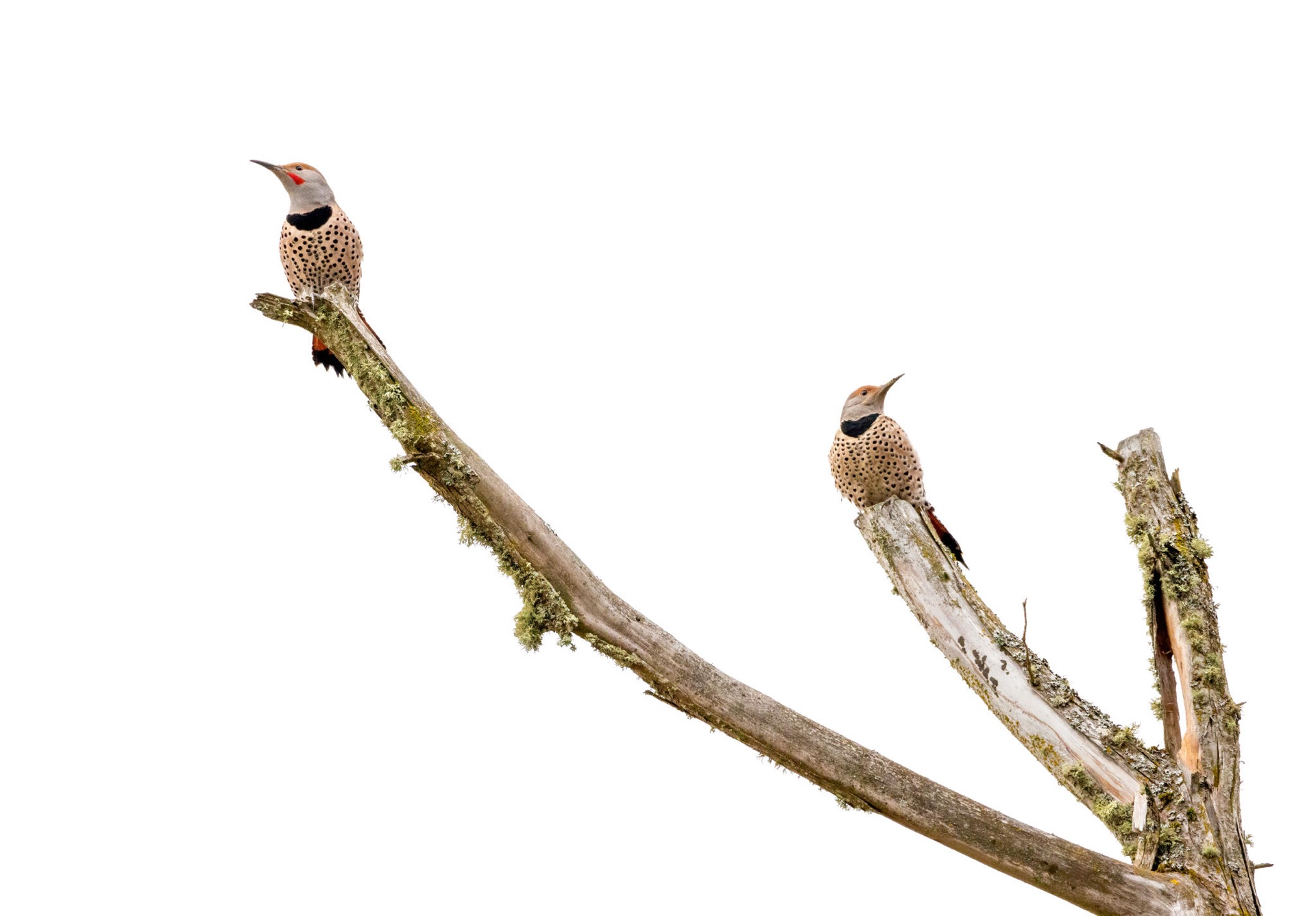 Northern Flicker
