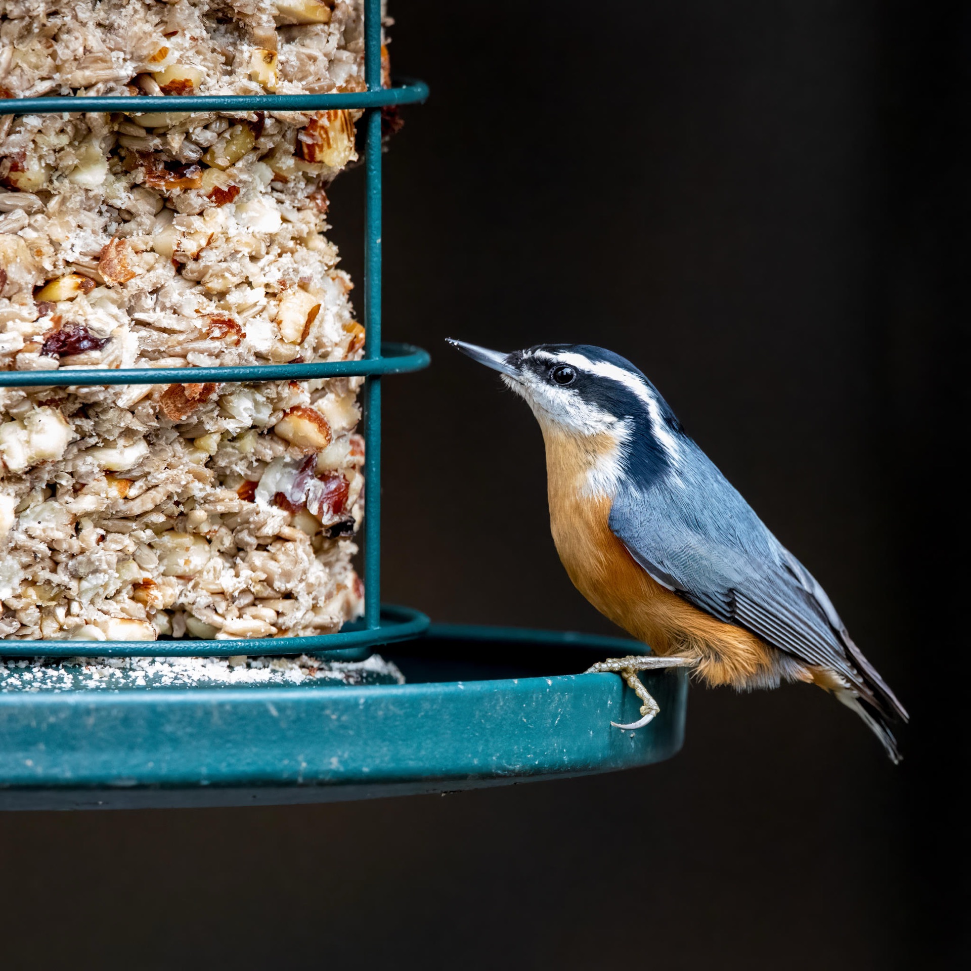Red-breasted Nuthatch