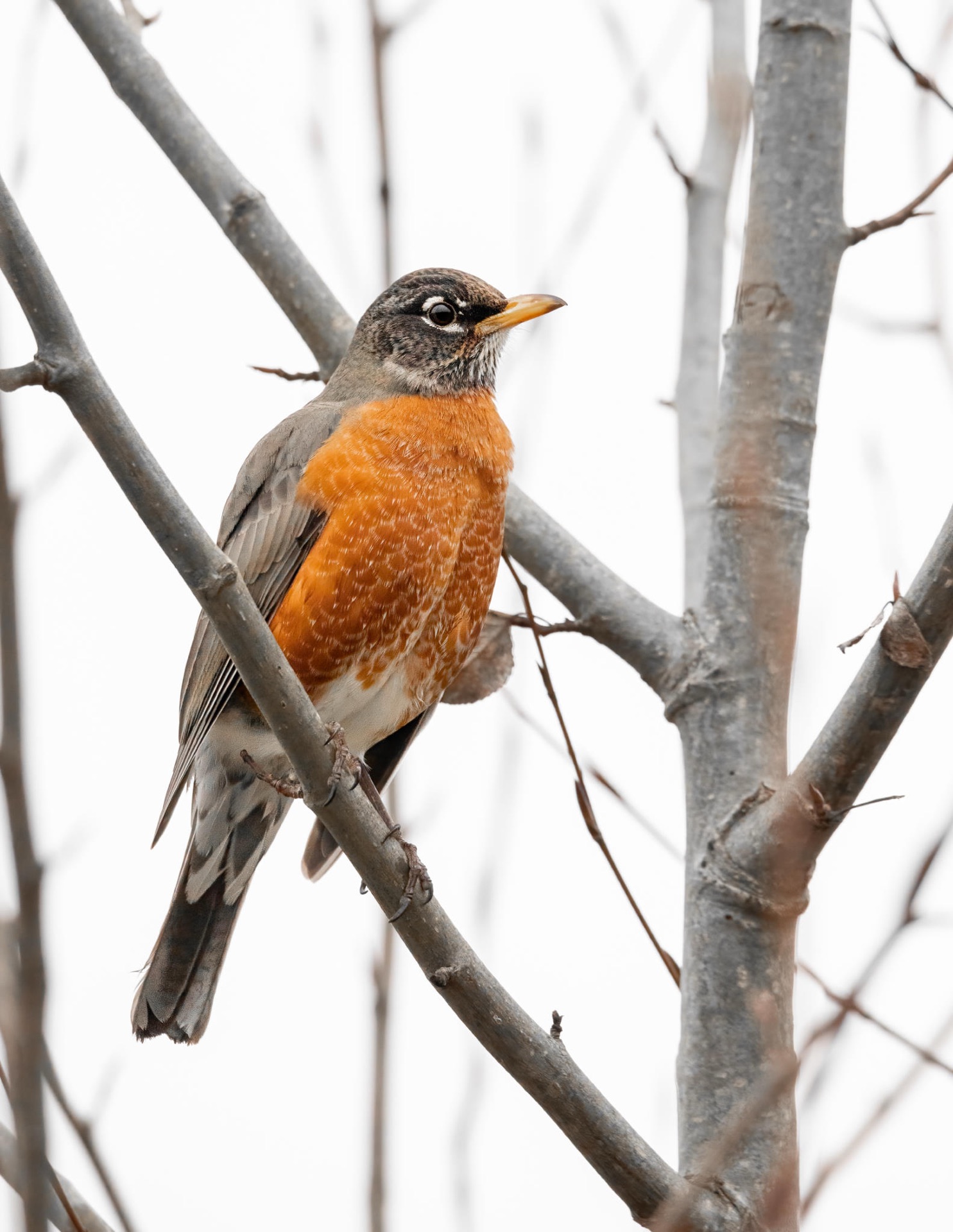American Robin