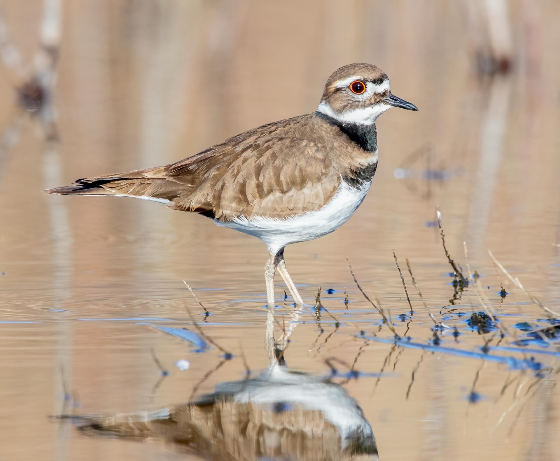 Killdeer