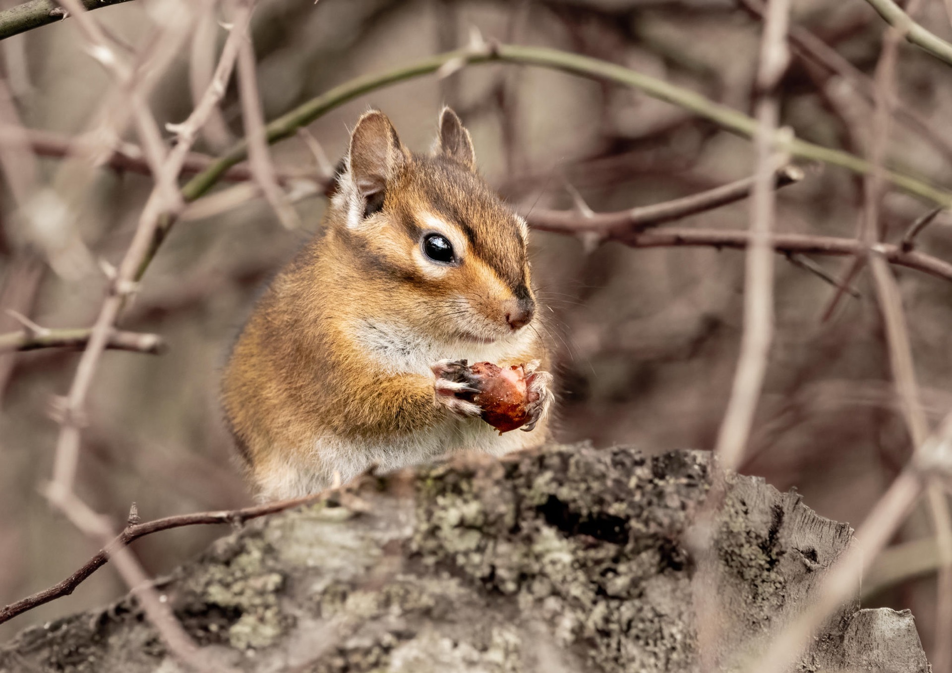Townsend's Chipmunk
