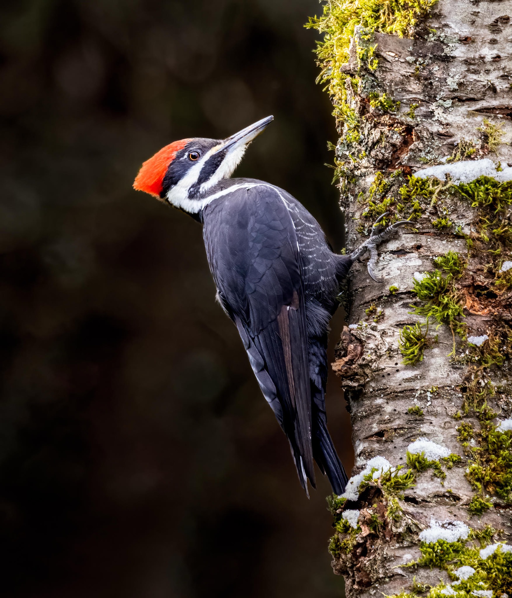 Pileated Woodpecker