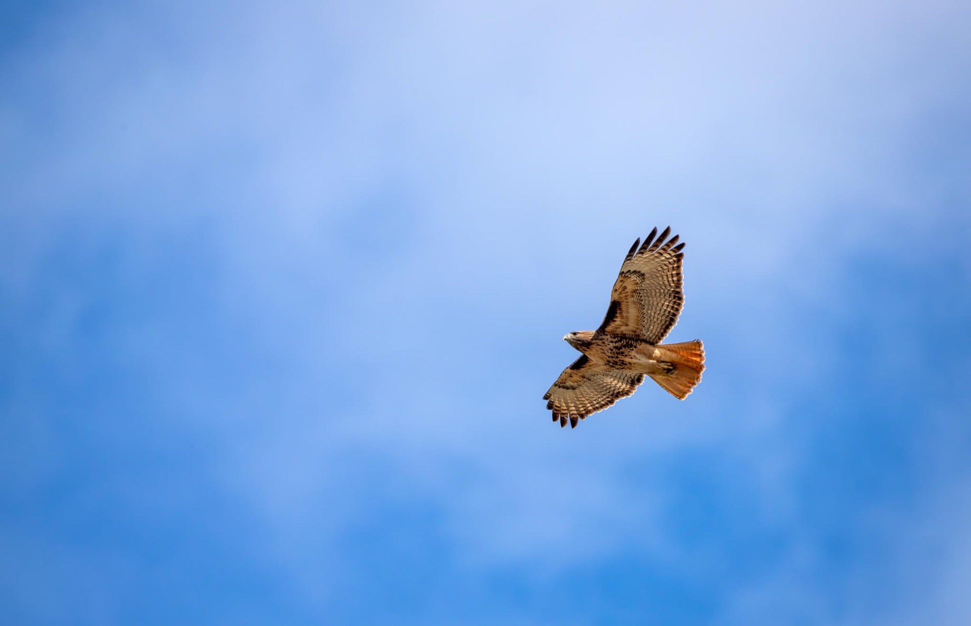 Red-tailed Hawk