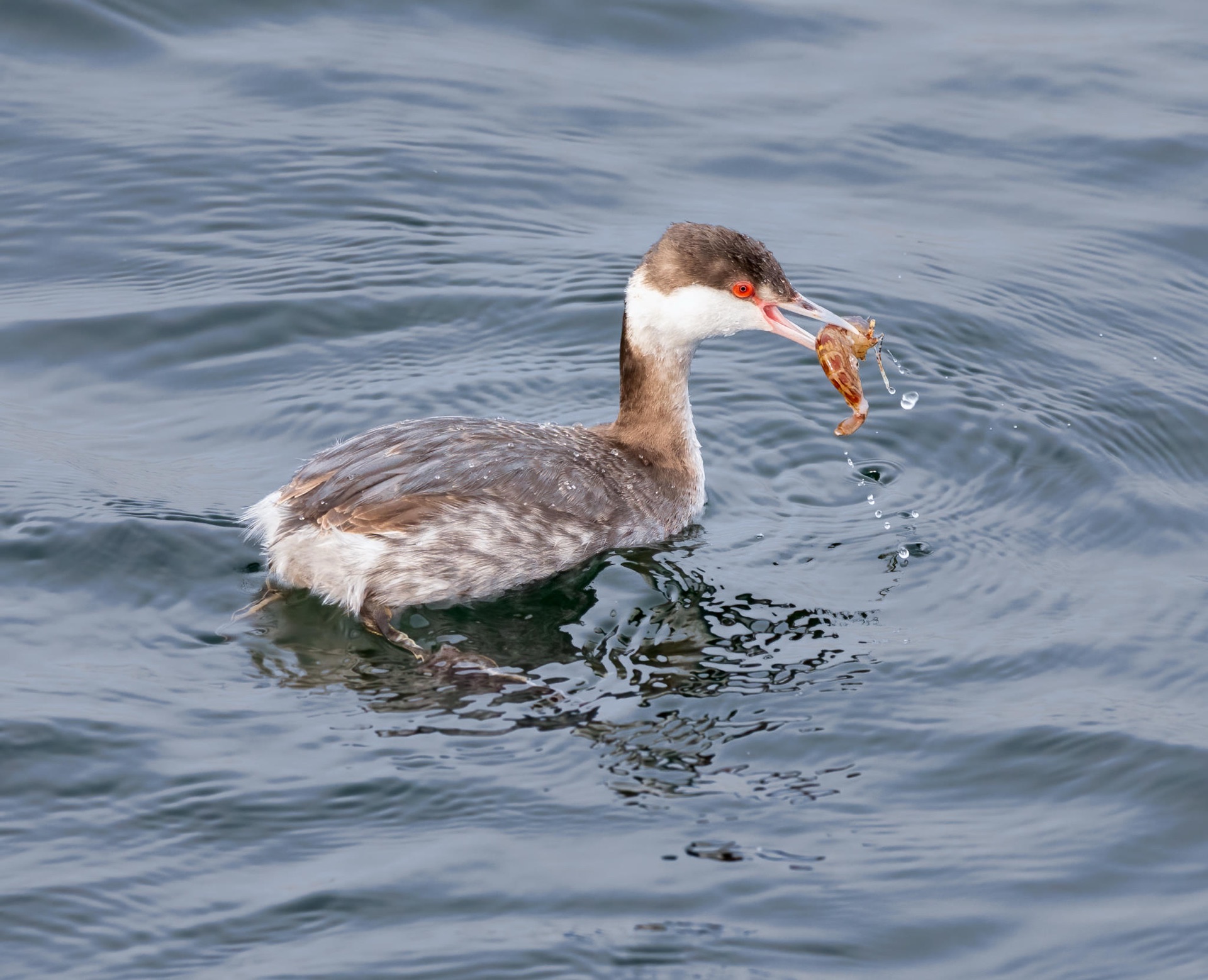 Horned Grebe