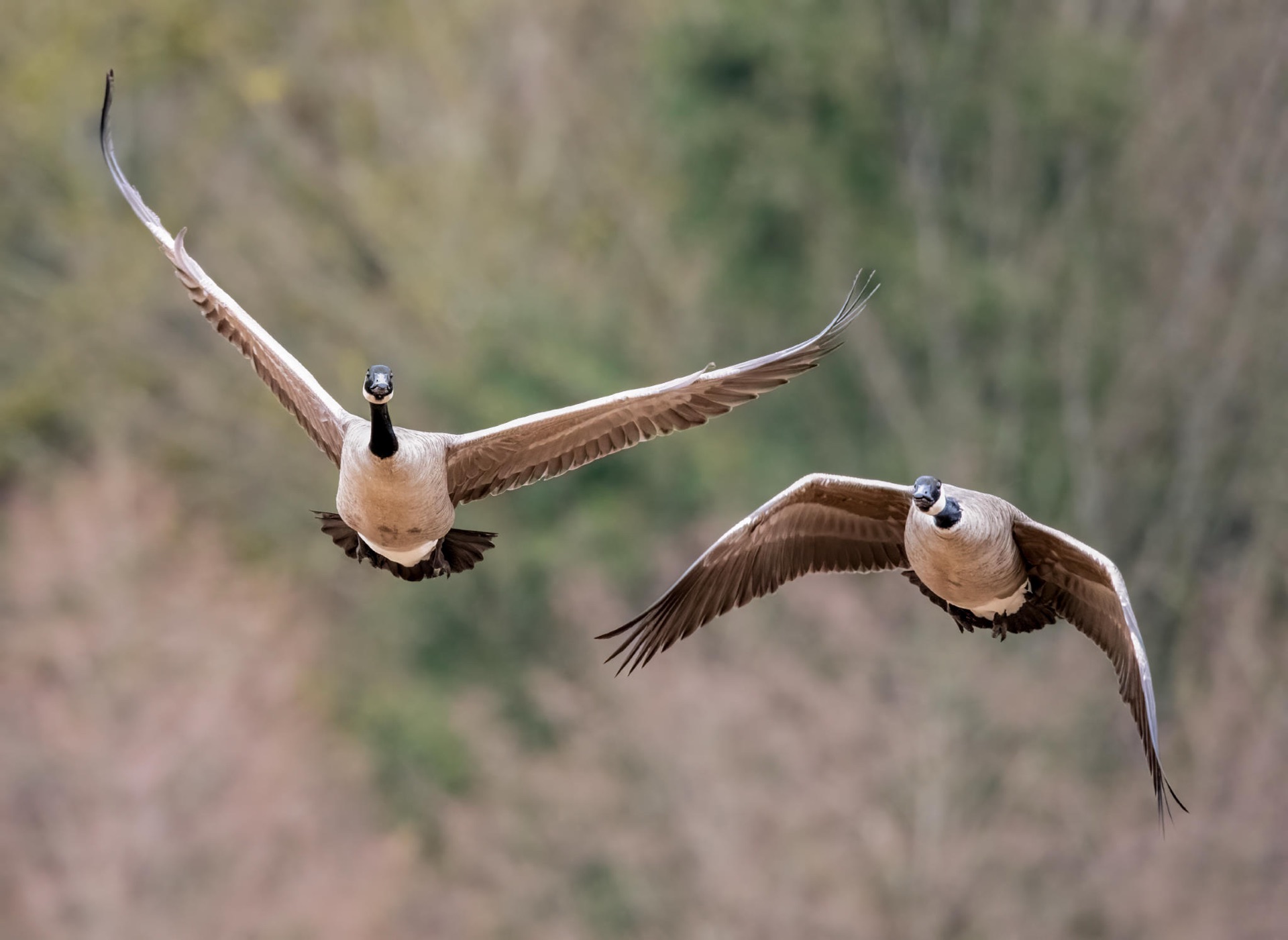 Canada Geese