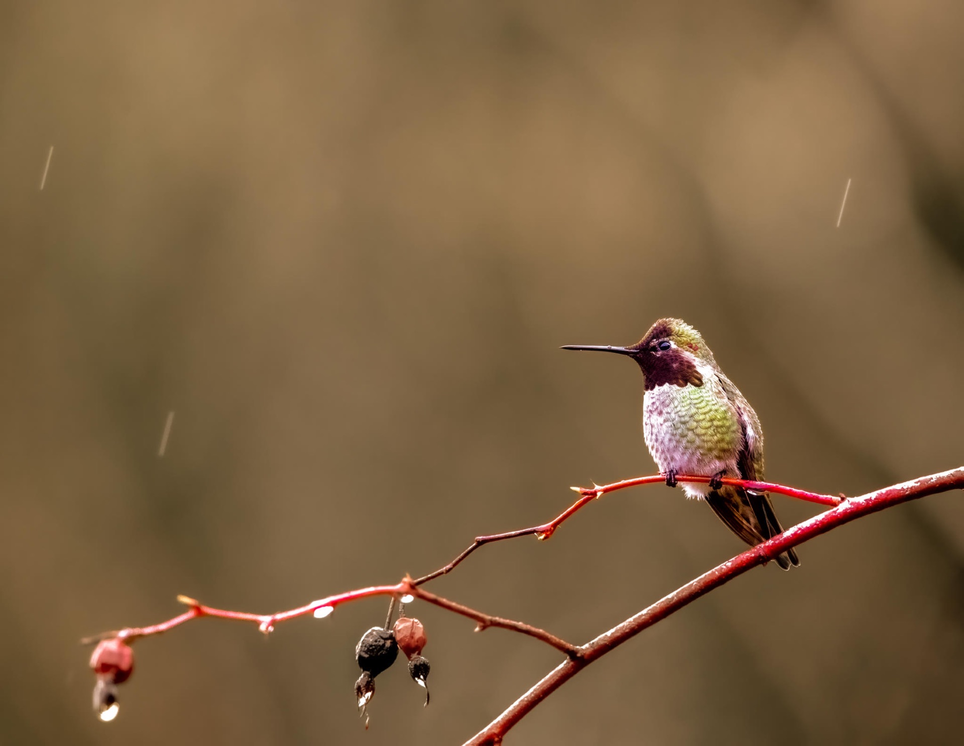 Anna's Hummingbird