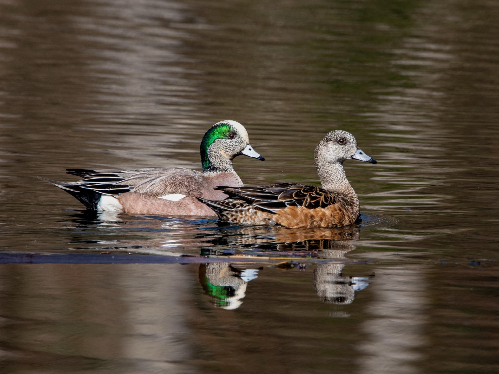 American Wigeons