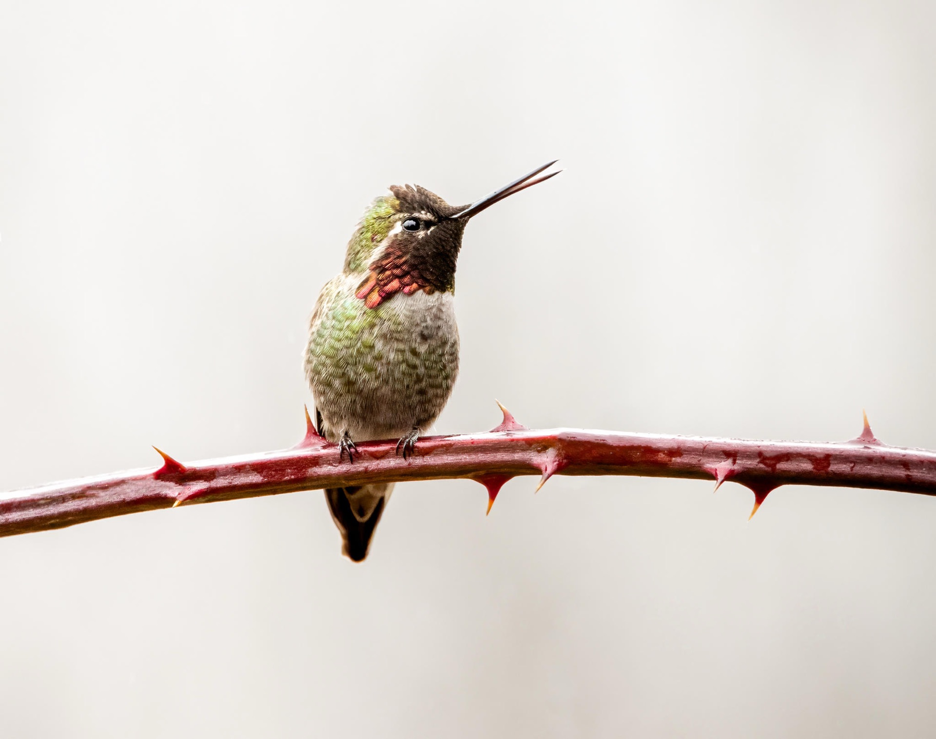 Anna's Hummingbird