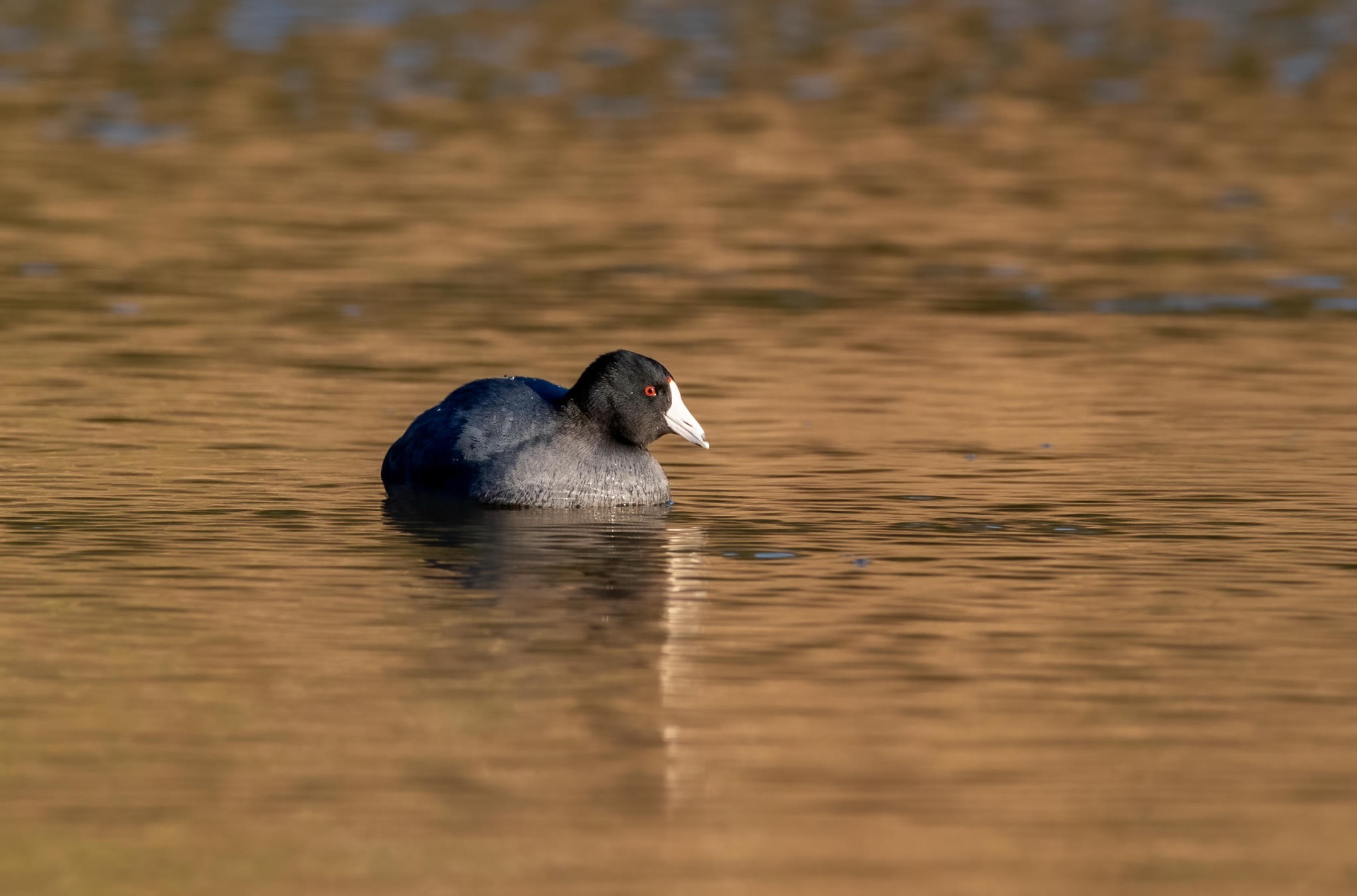 American Coot