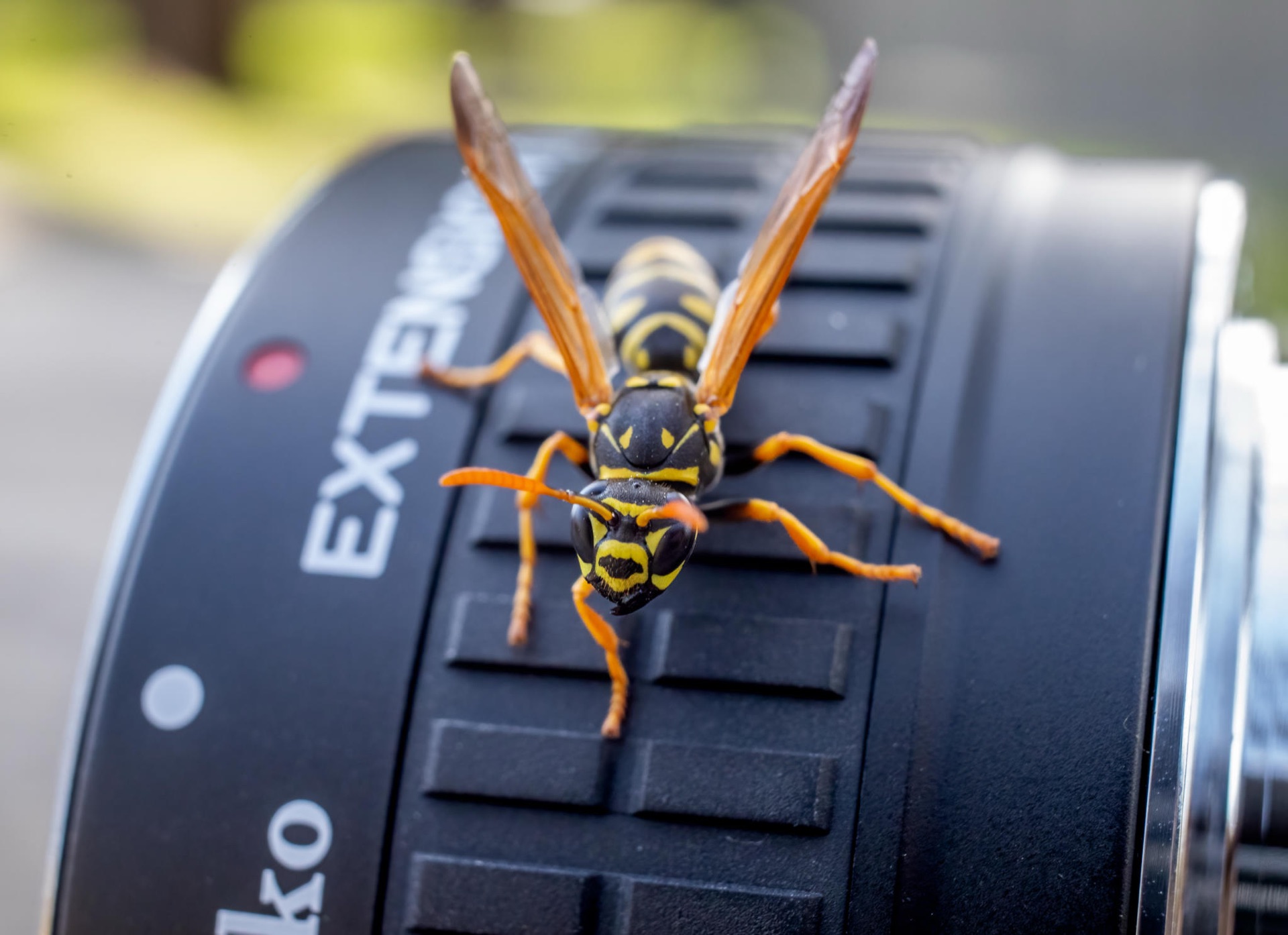 European Paper Wasp