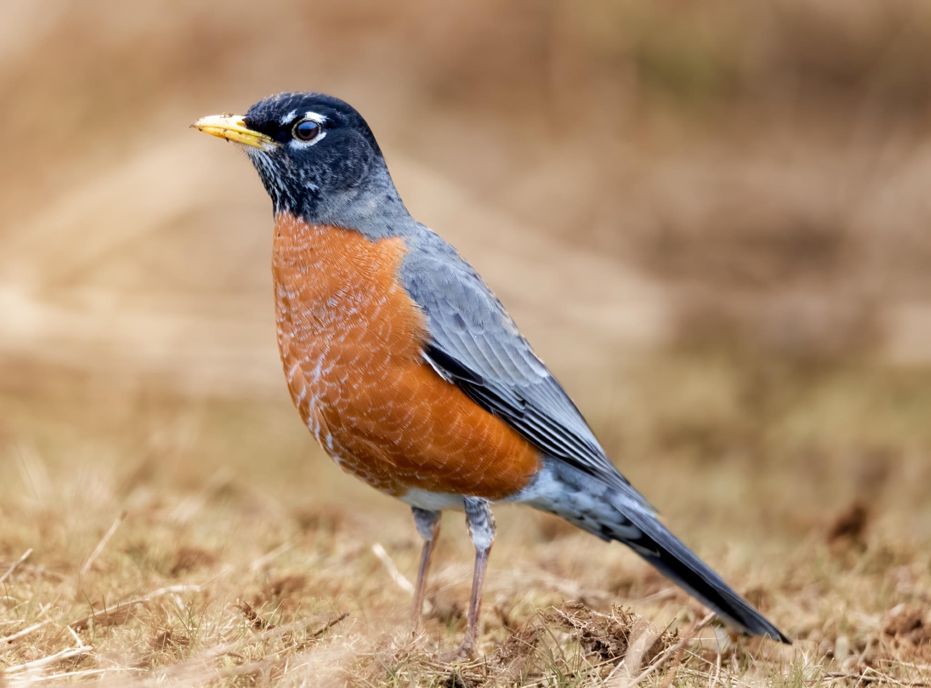 American Robin