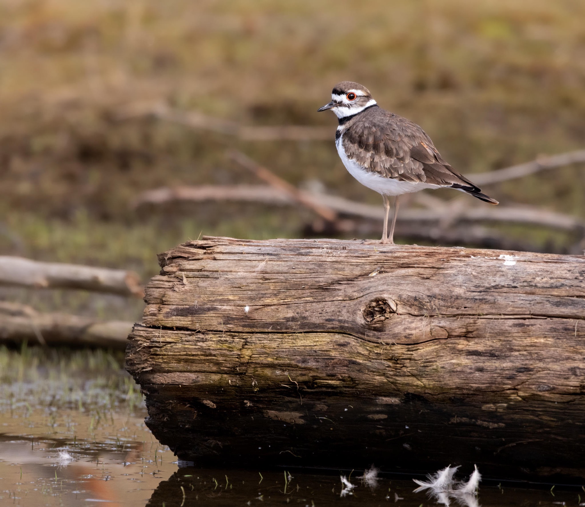 Killdeer