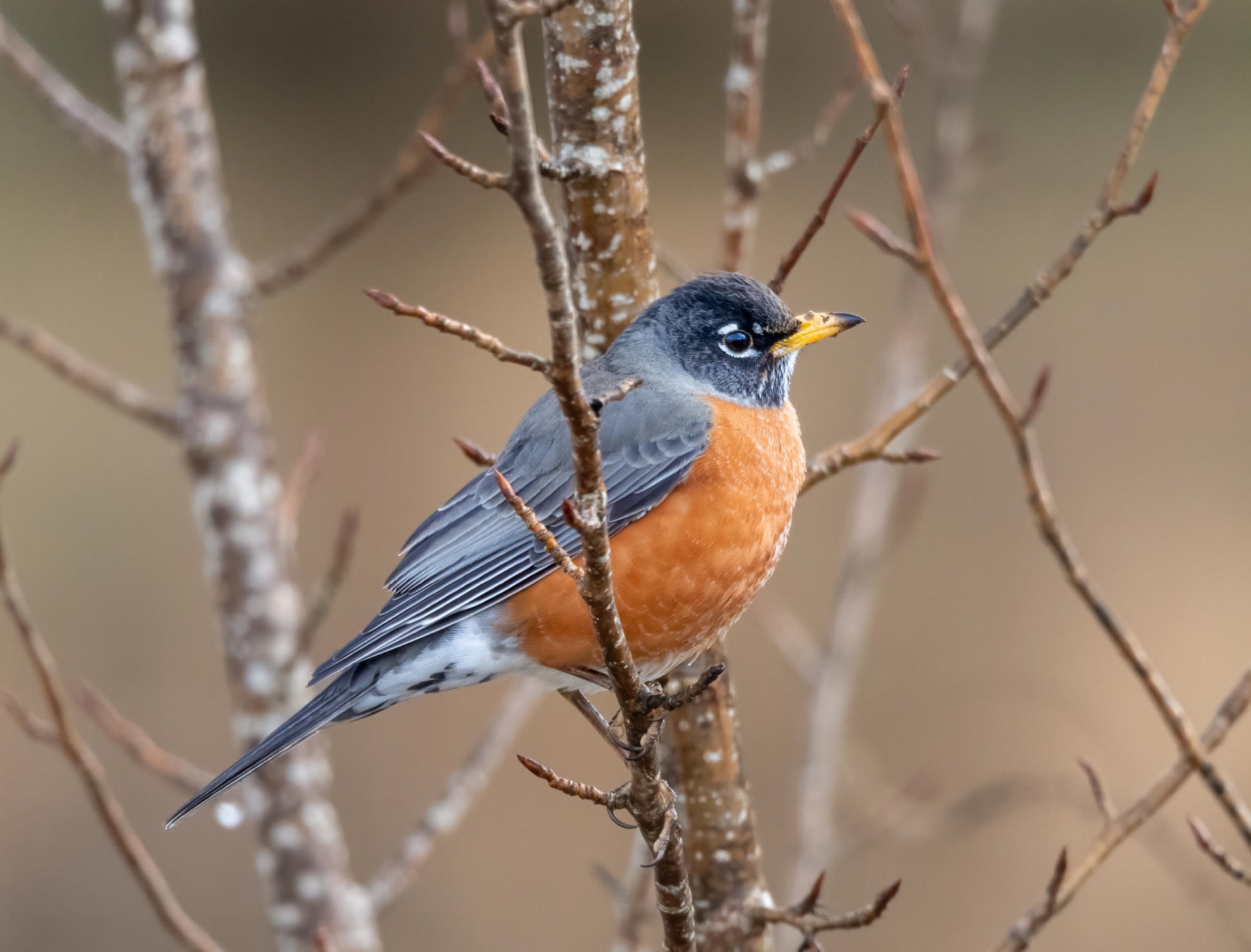 American Robin
