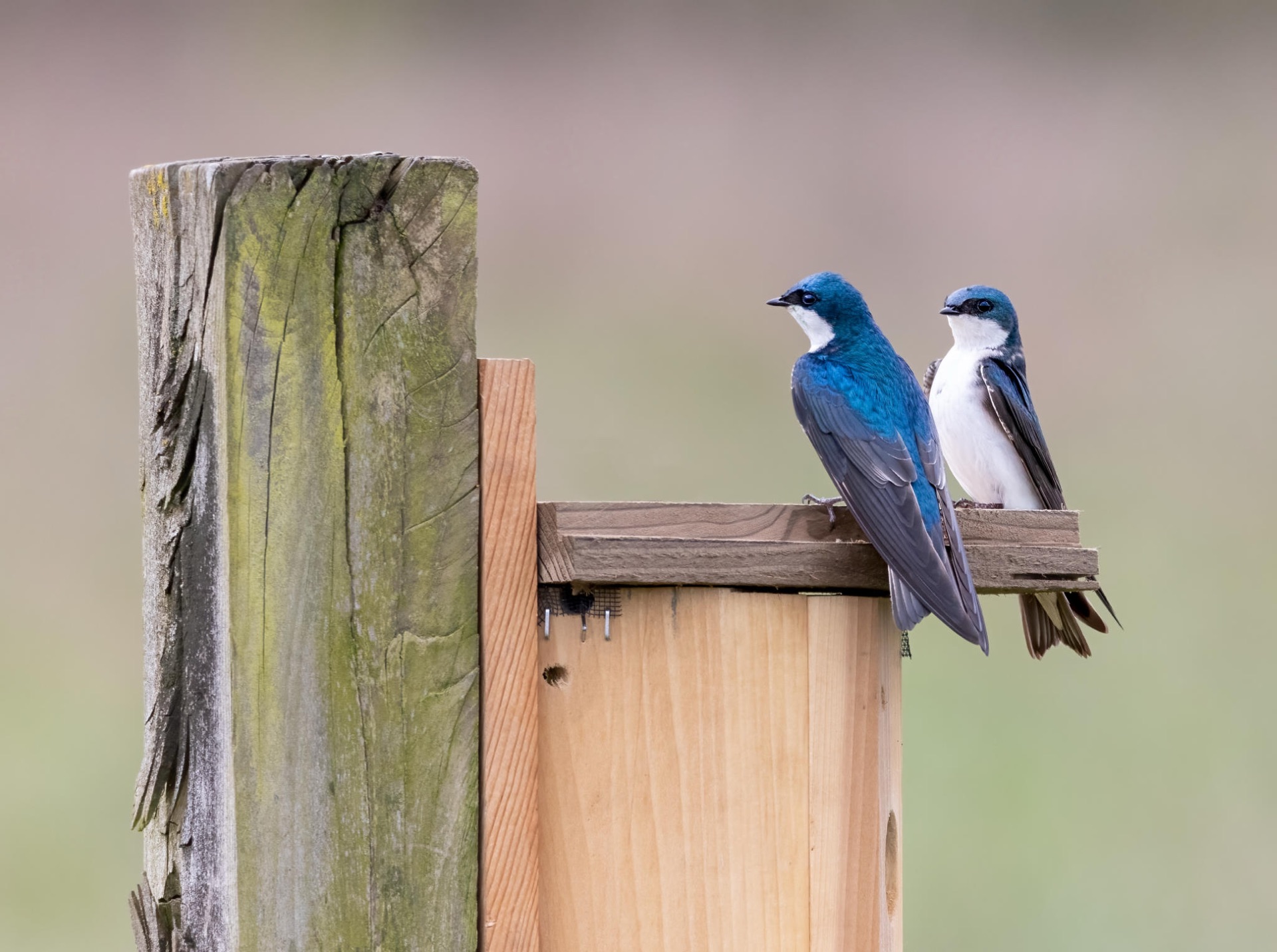 Tree Swallows