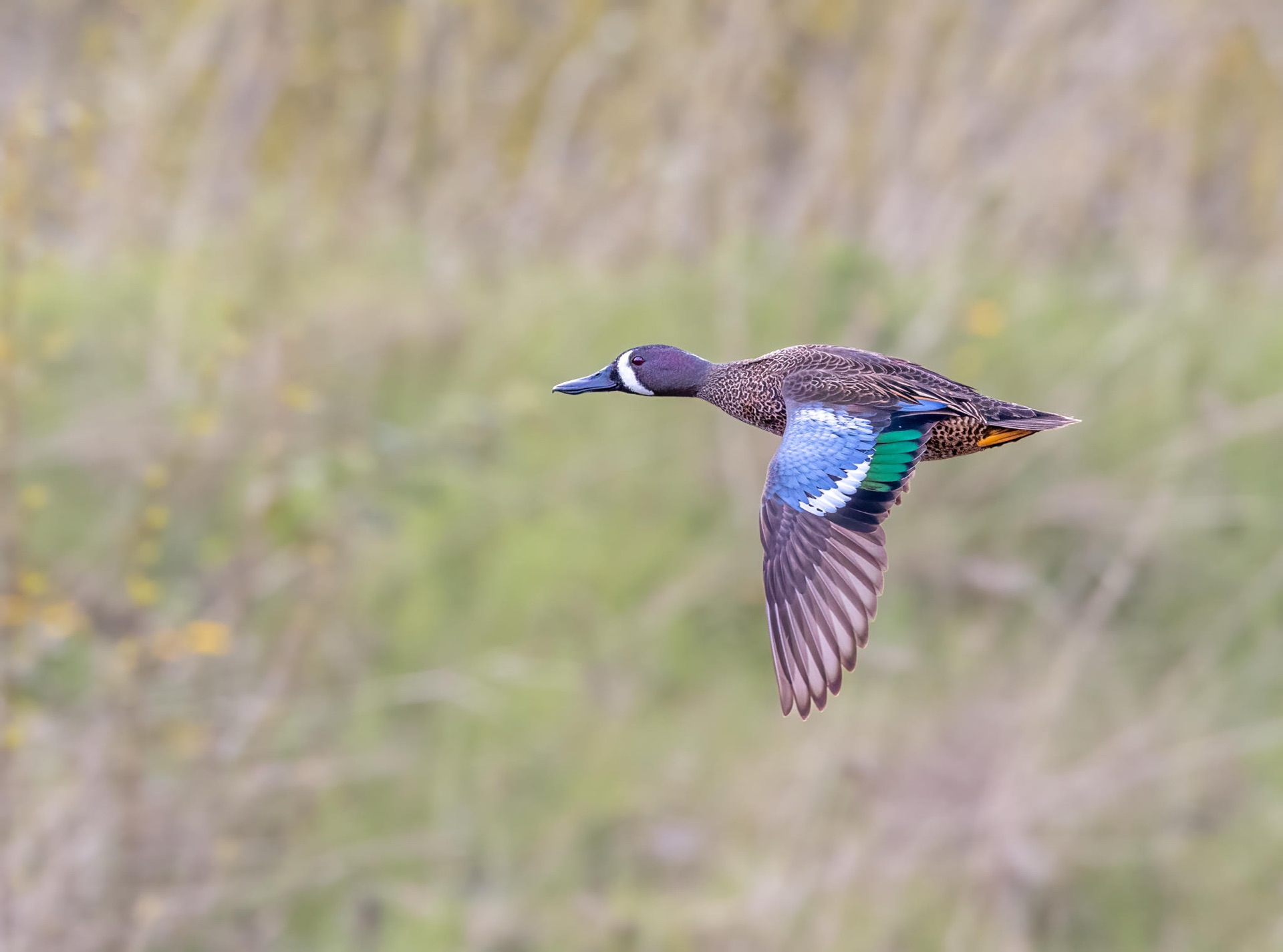 Blue-winged Teal