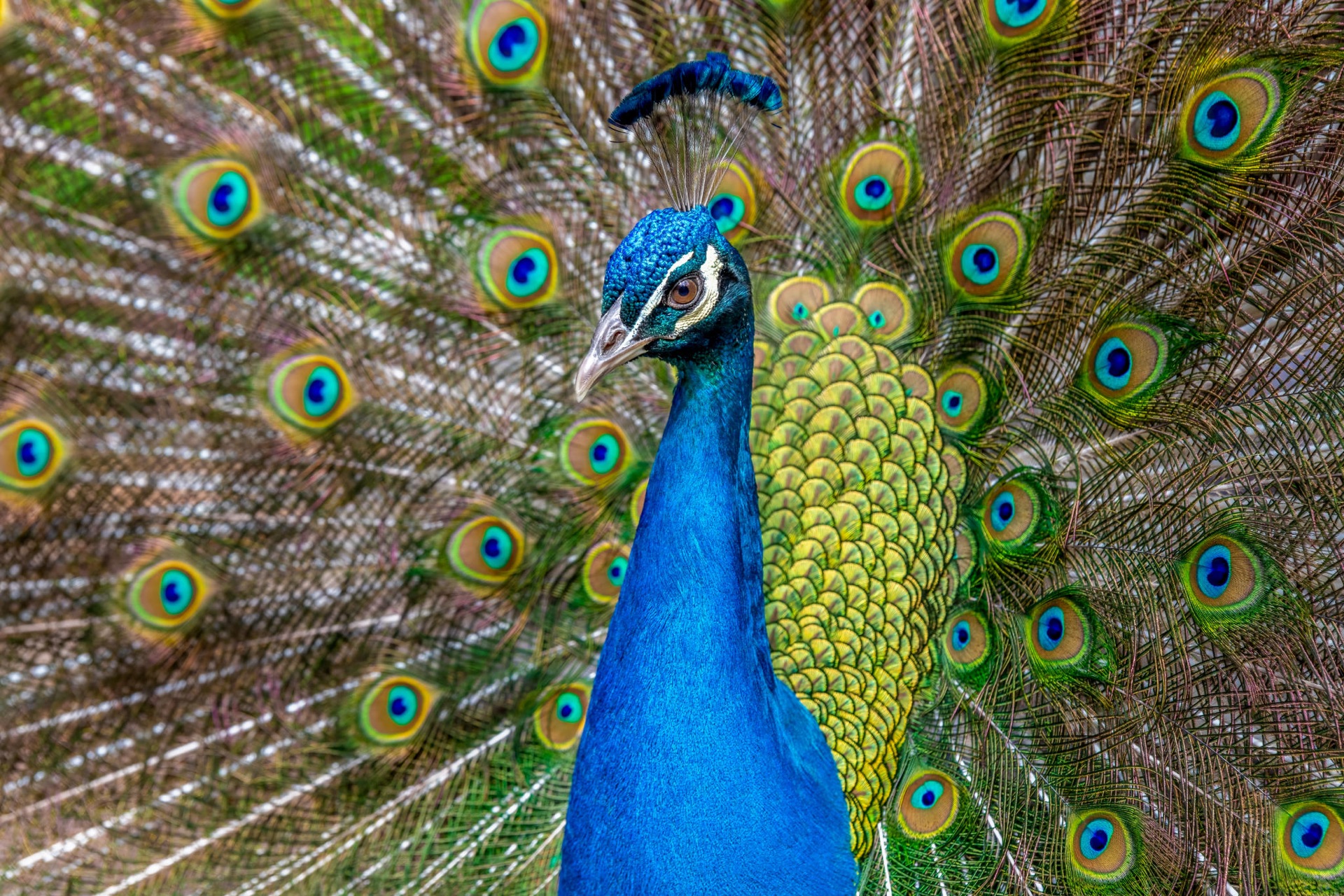 Peacock