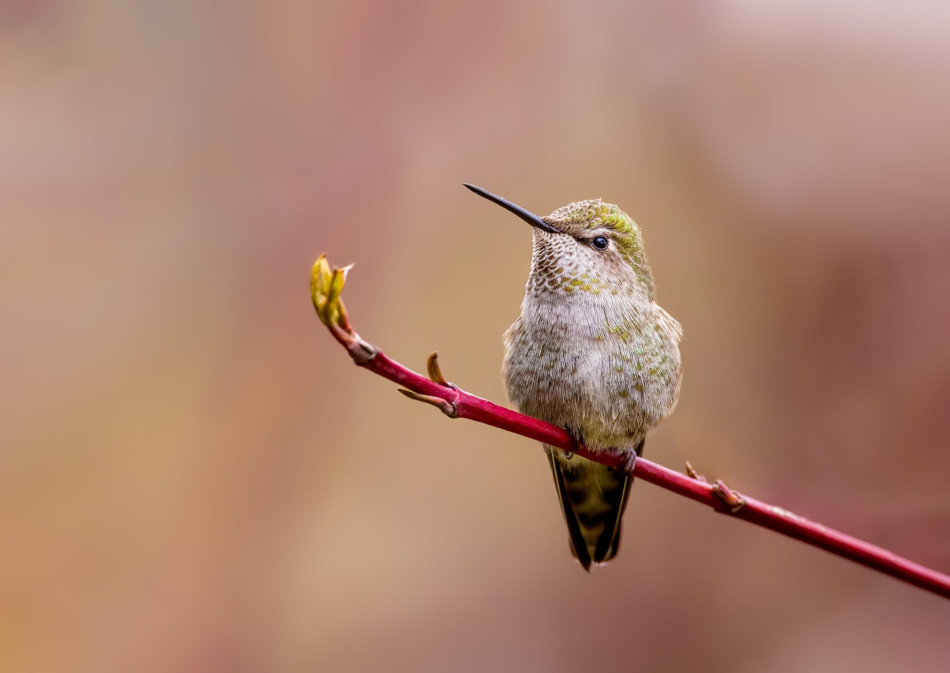 Anna's Hummingbird