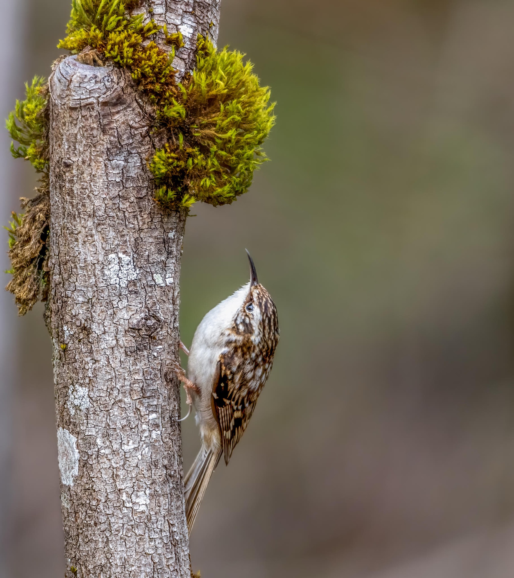 Brown Creeper
