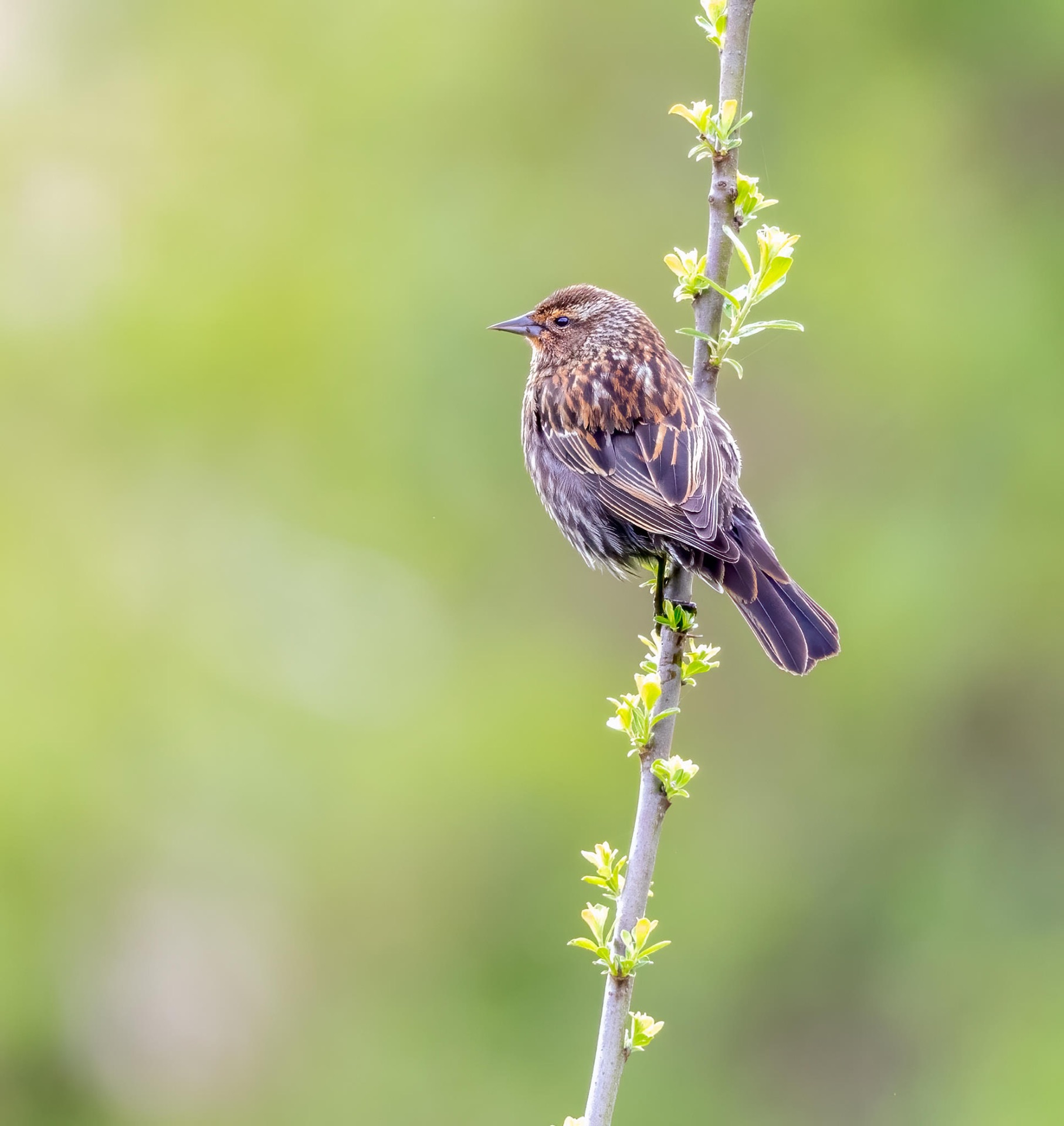 Red-winged Blackbird