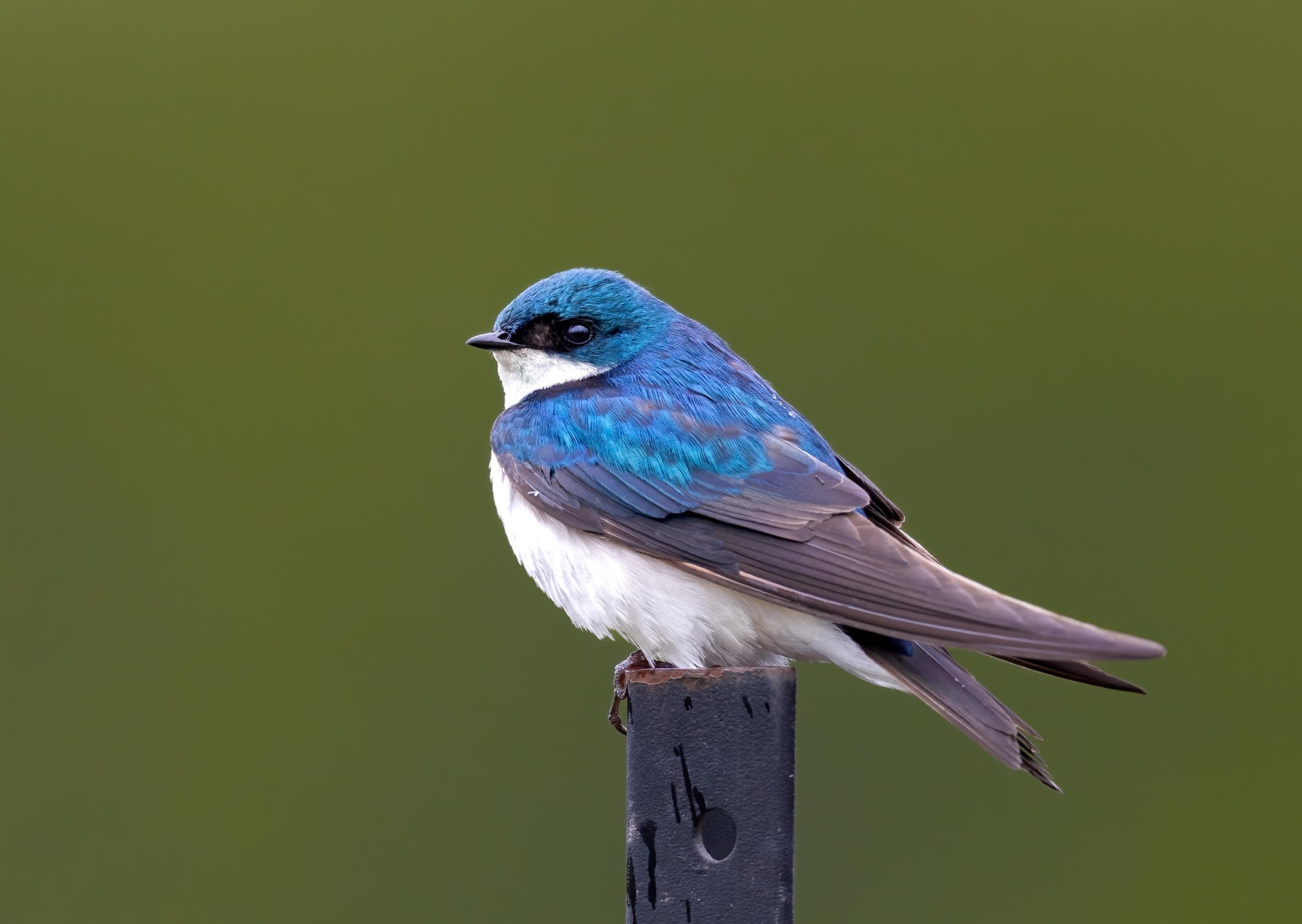 Tree Swallow