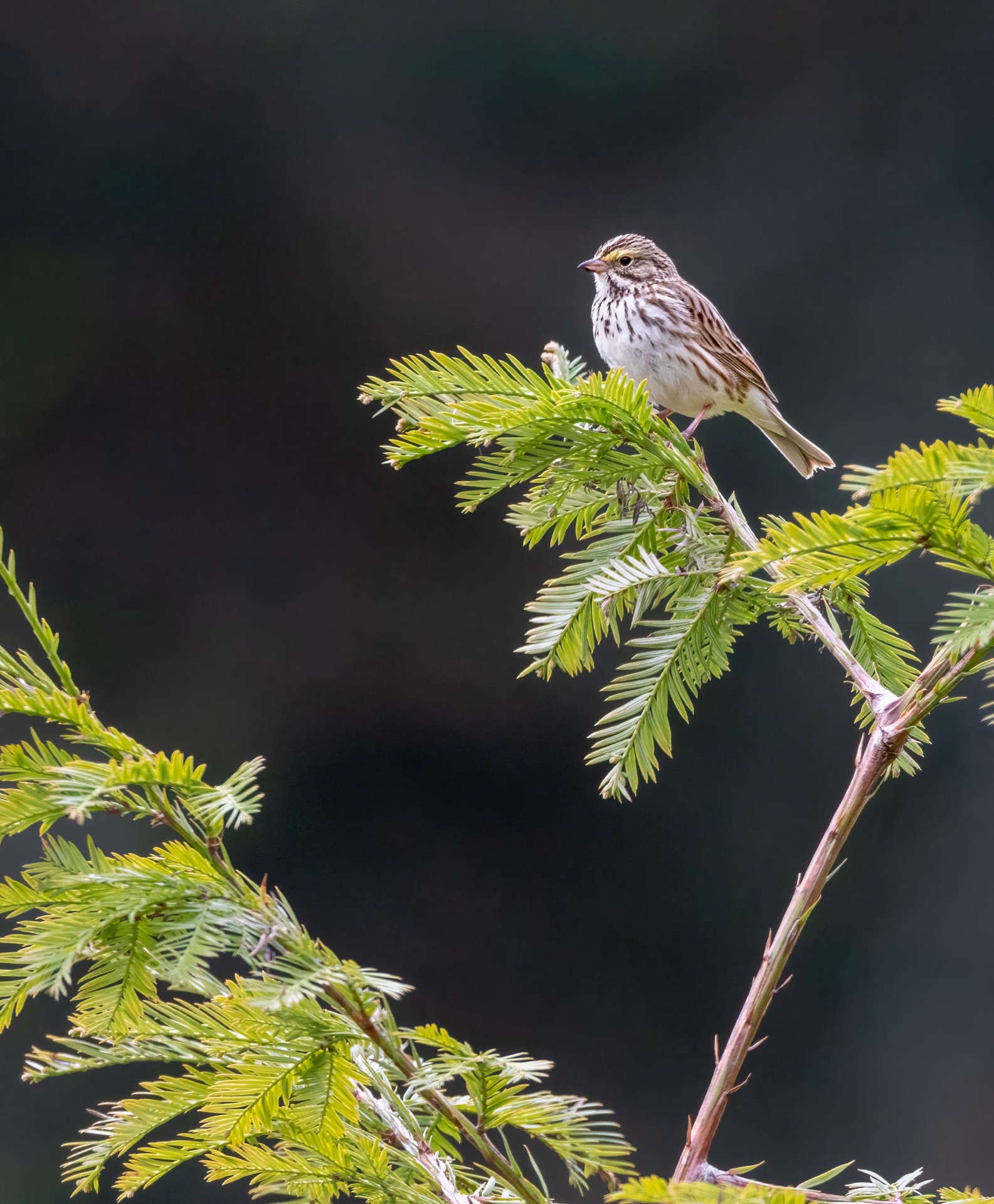 Savannah Sparrow