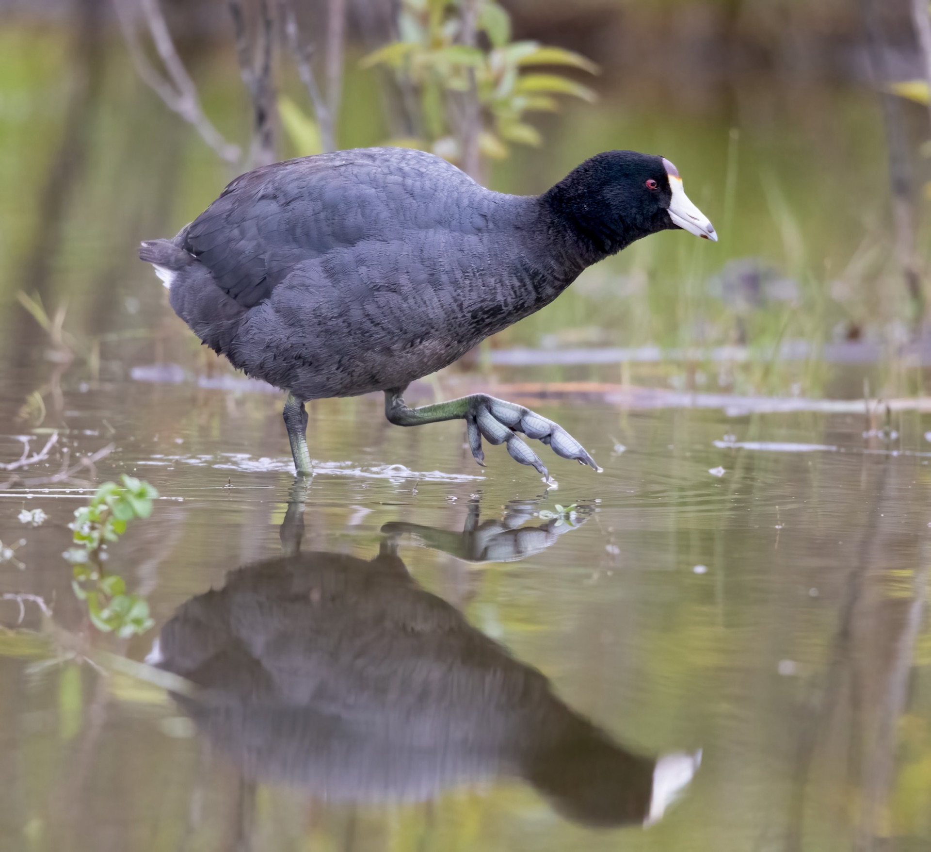 American Coot