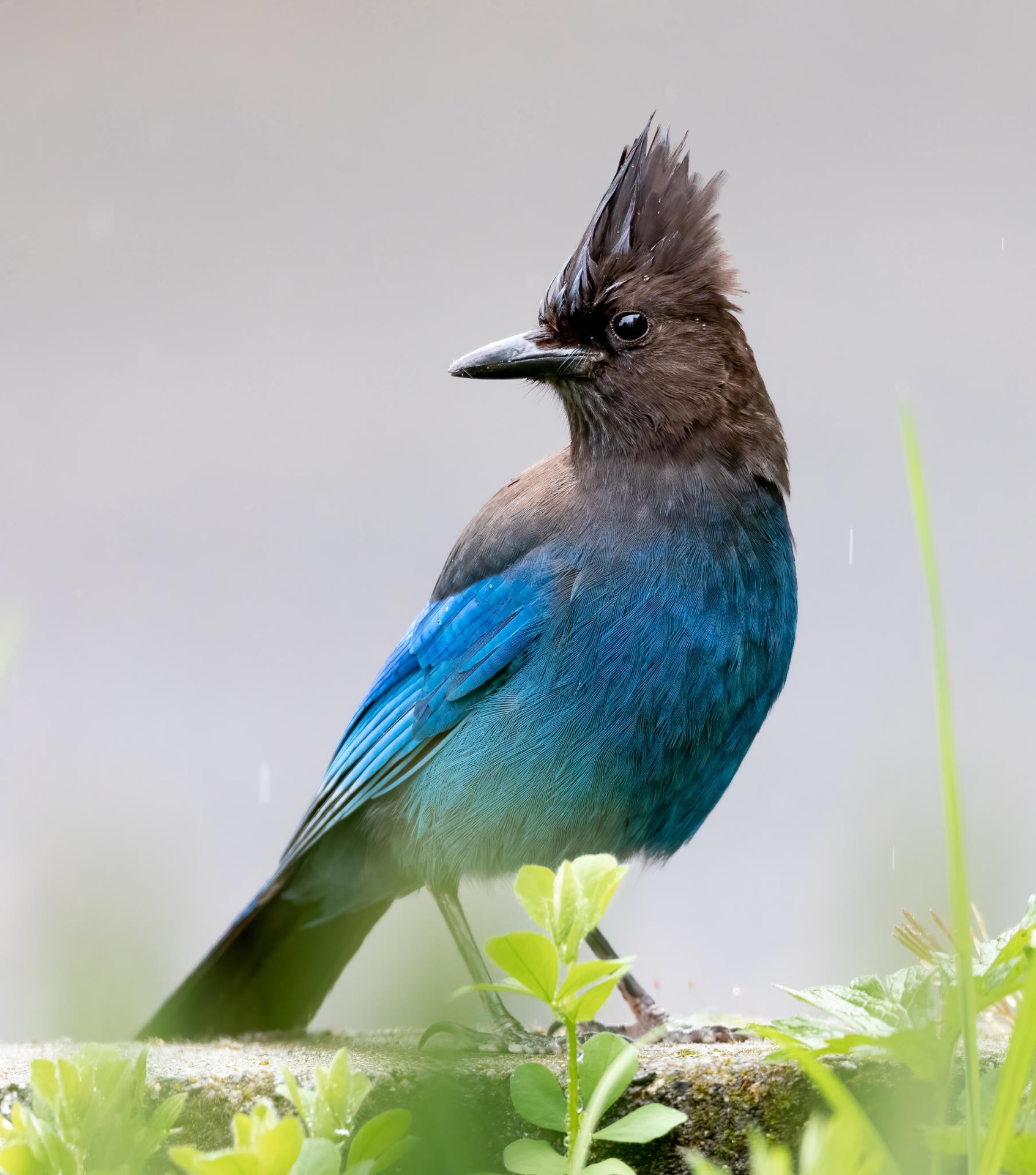 Steller's Jay