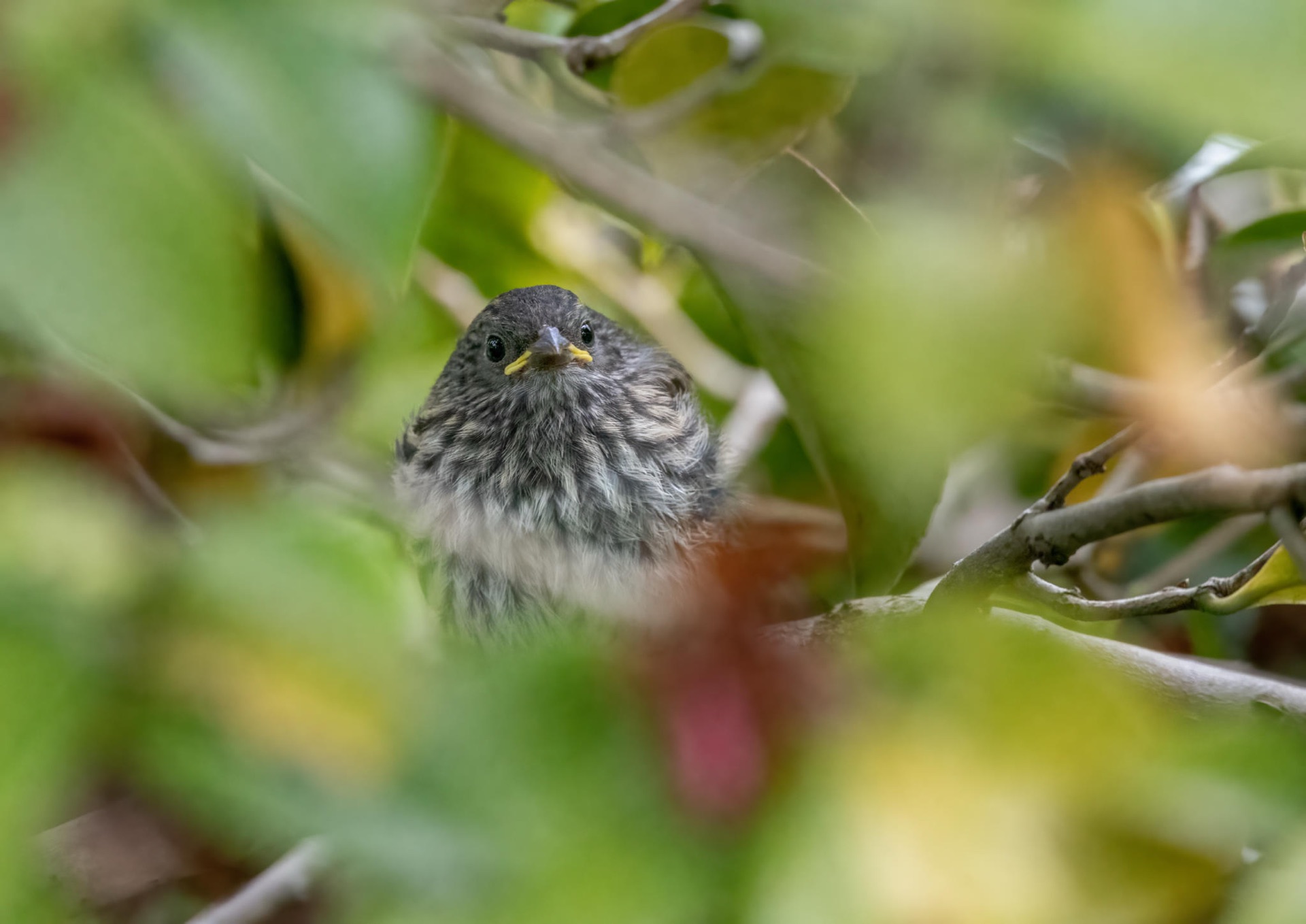 Dark-eyed Junco