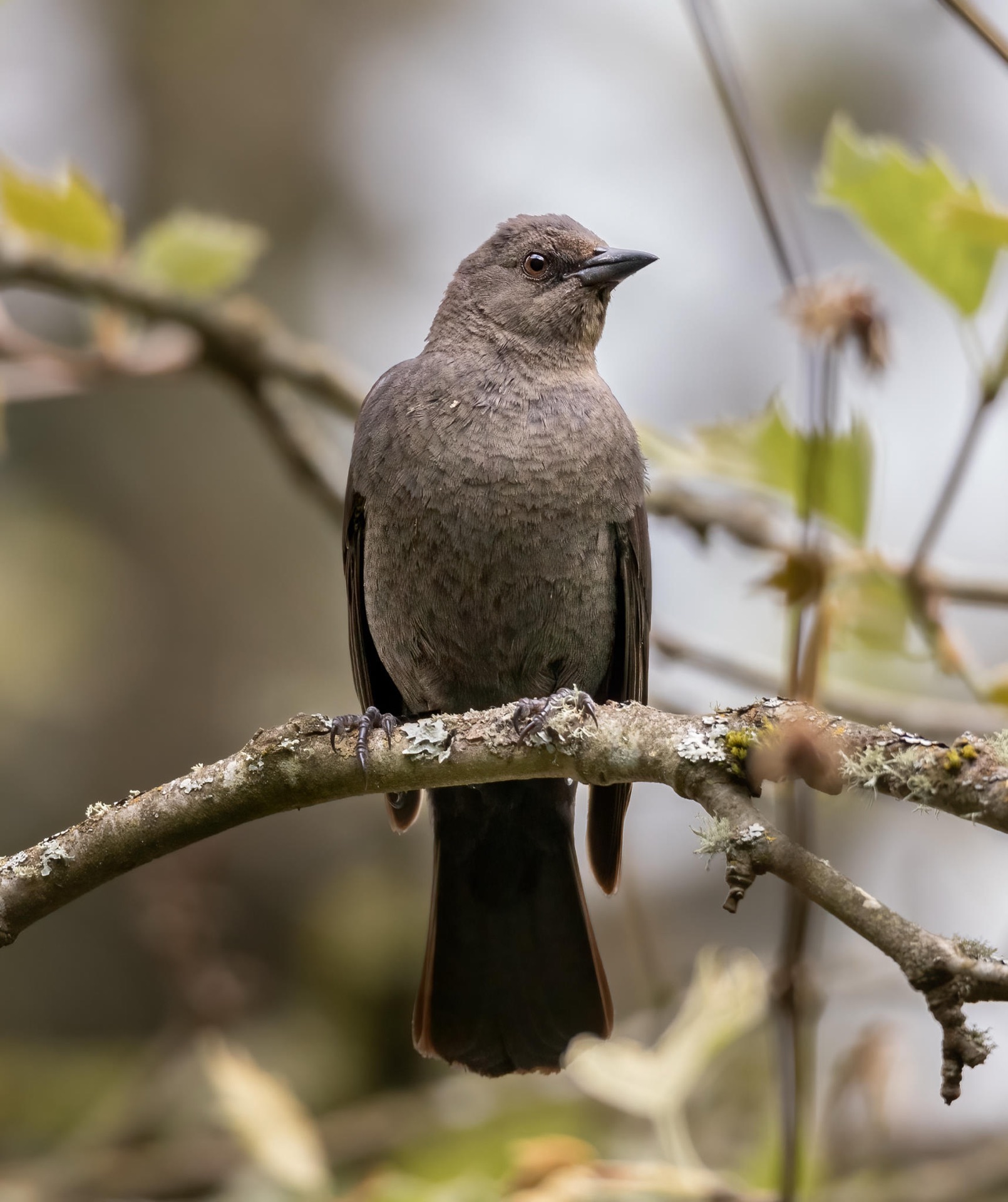 Brewer's Blackbird