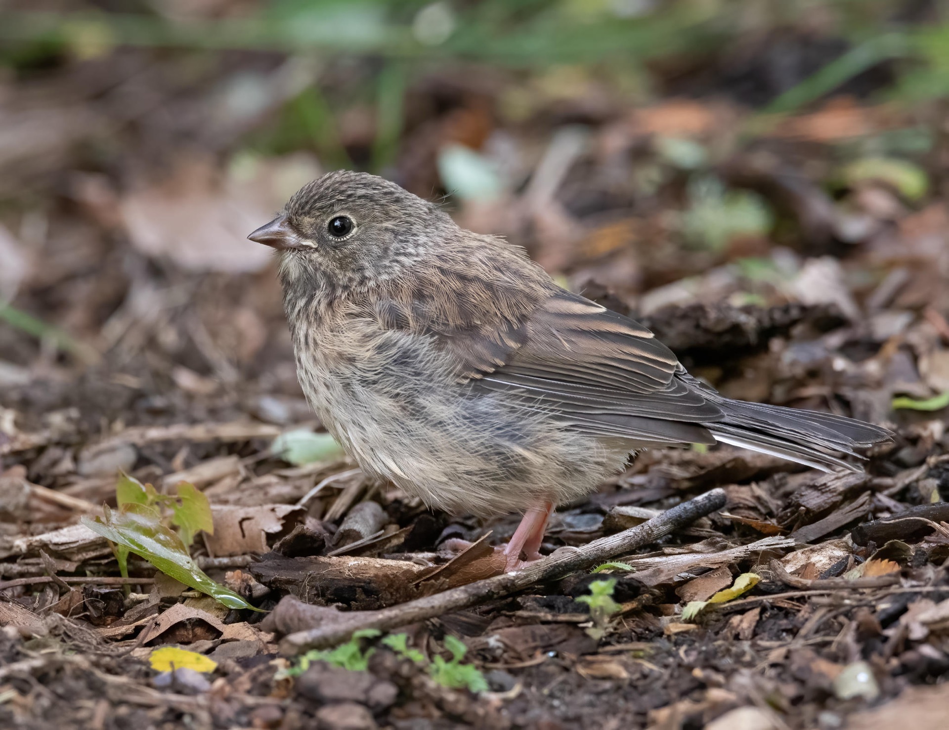 Dark-eyed Junco