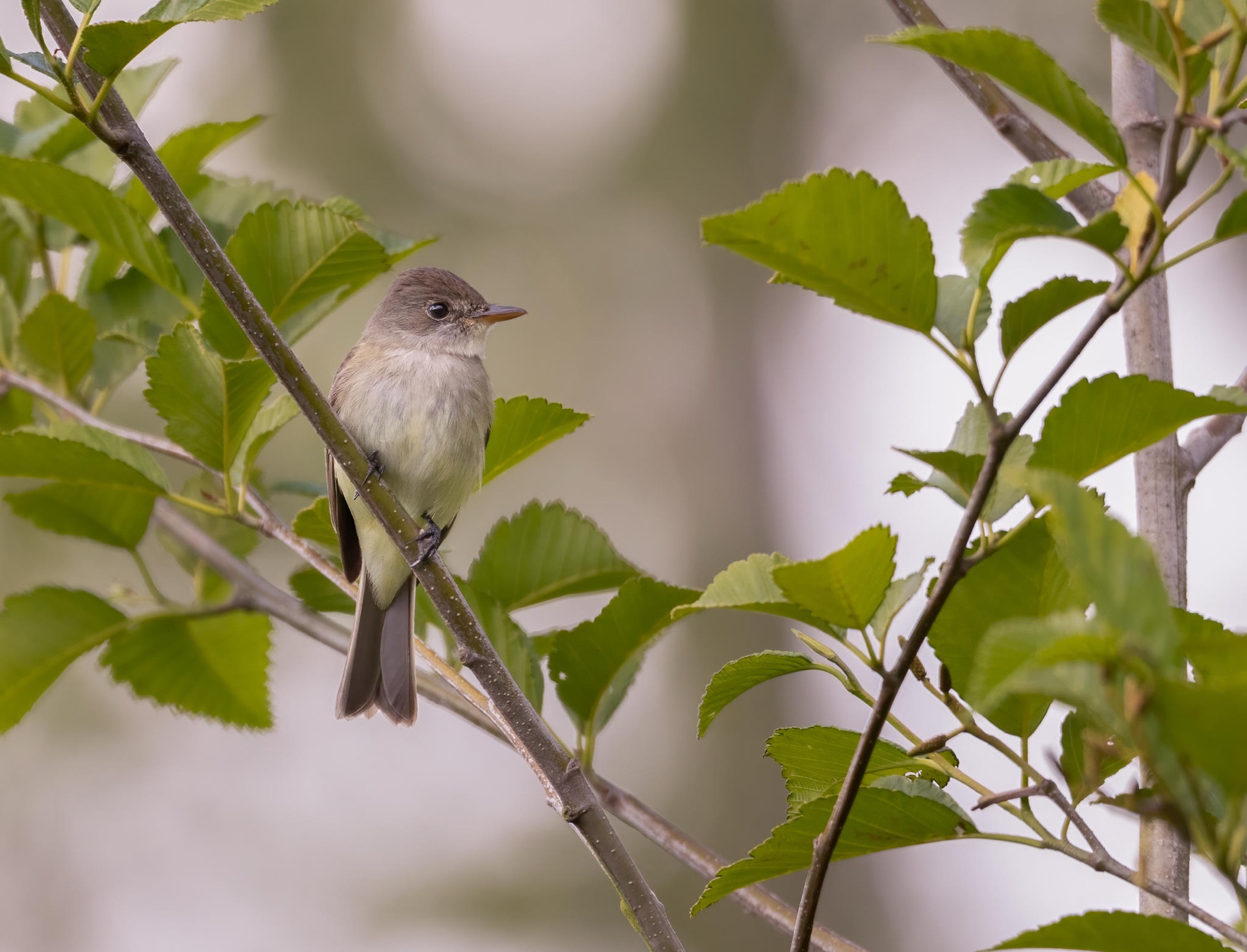 Willow Flycatcher
