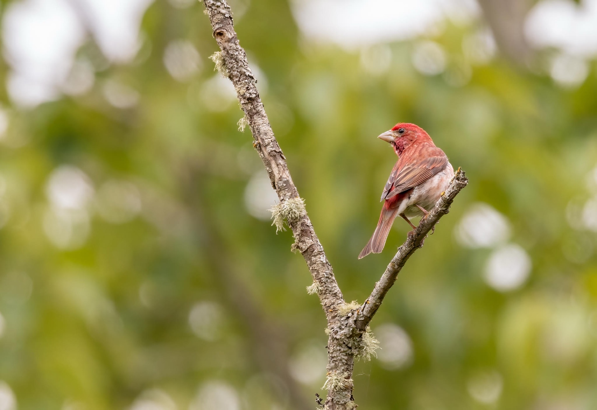 Purple Finch