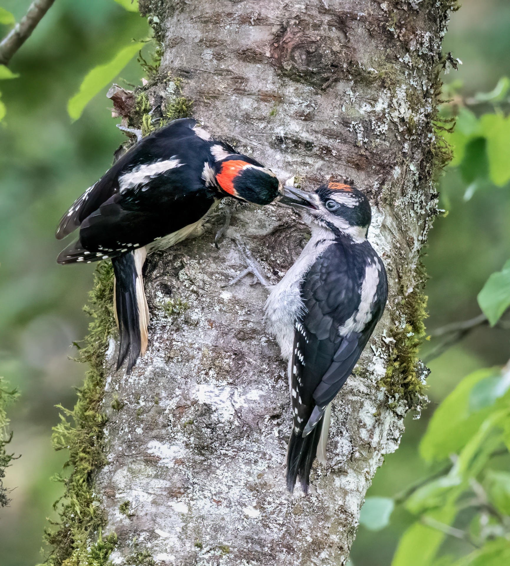 Hairy Woodpeckers