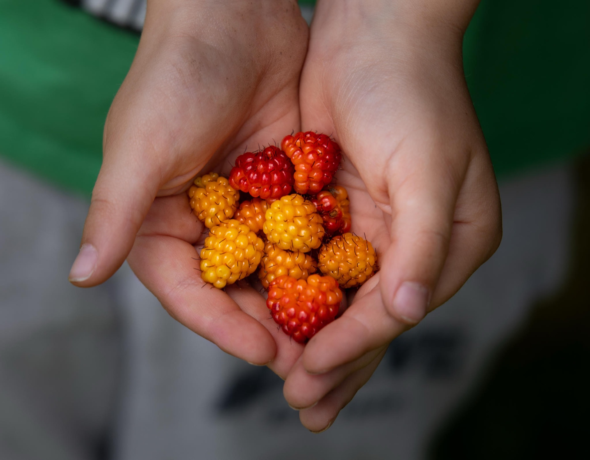 Salmonberries