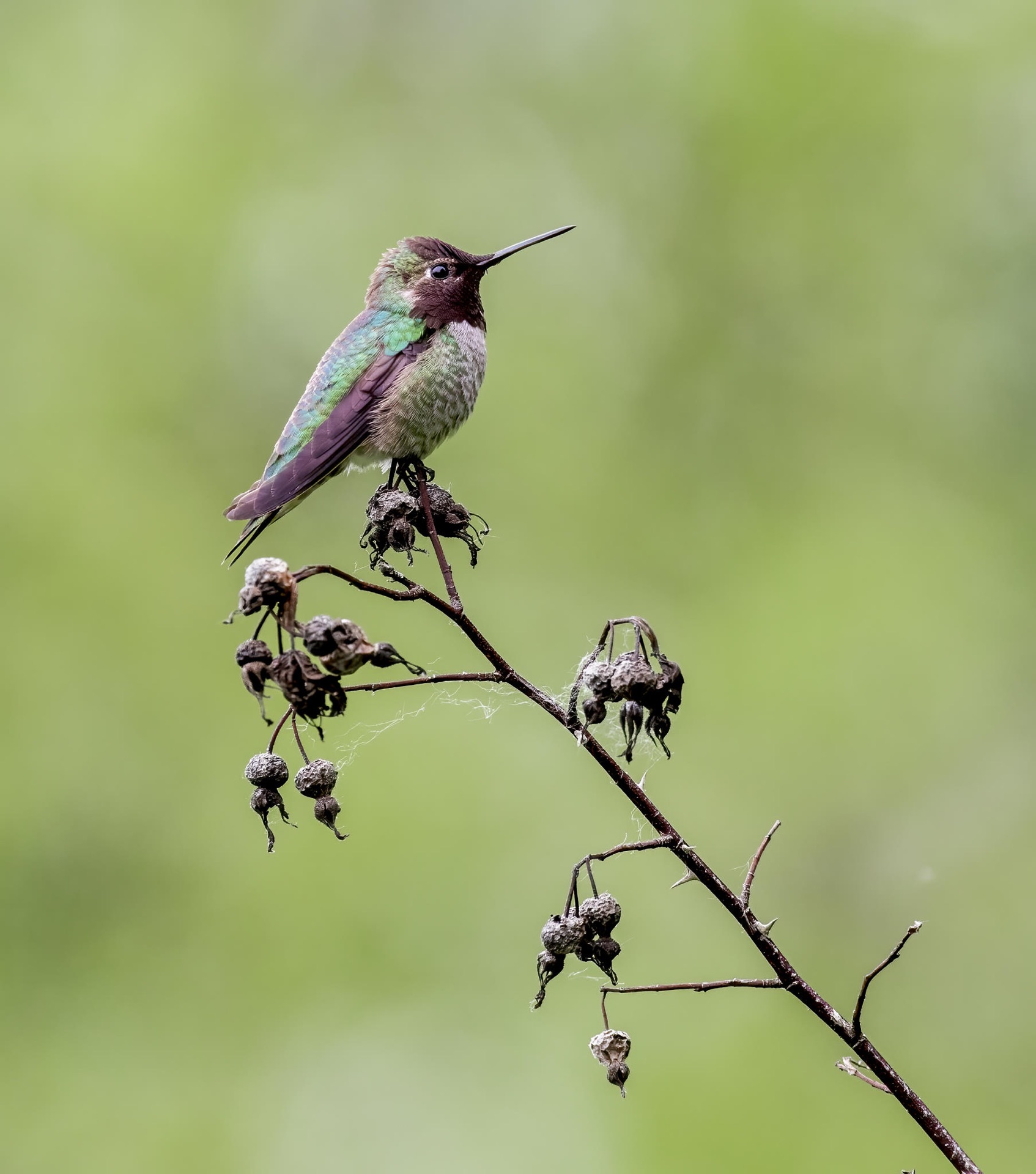 Anna's Hummingbird