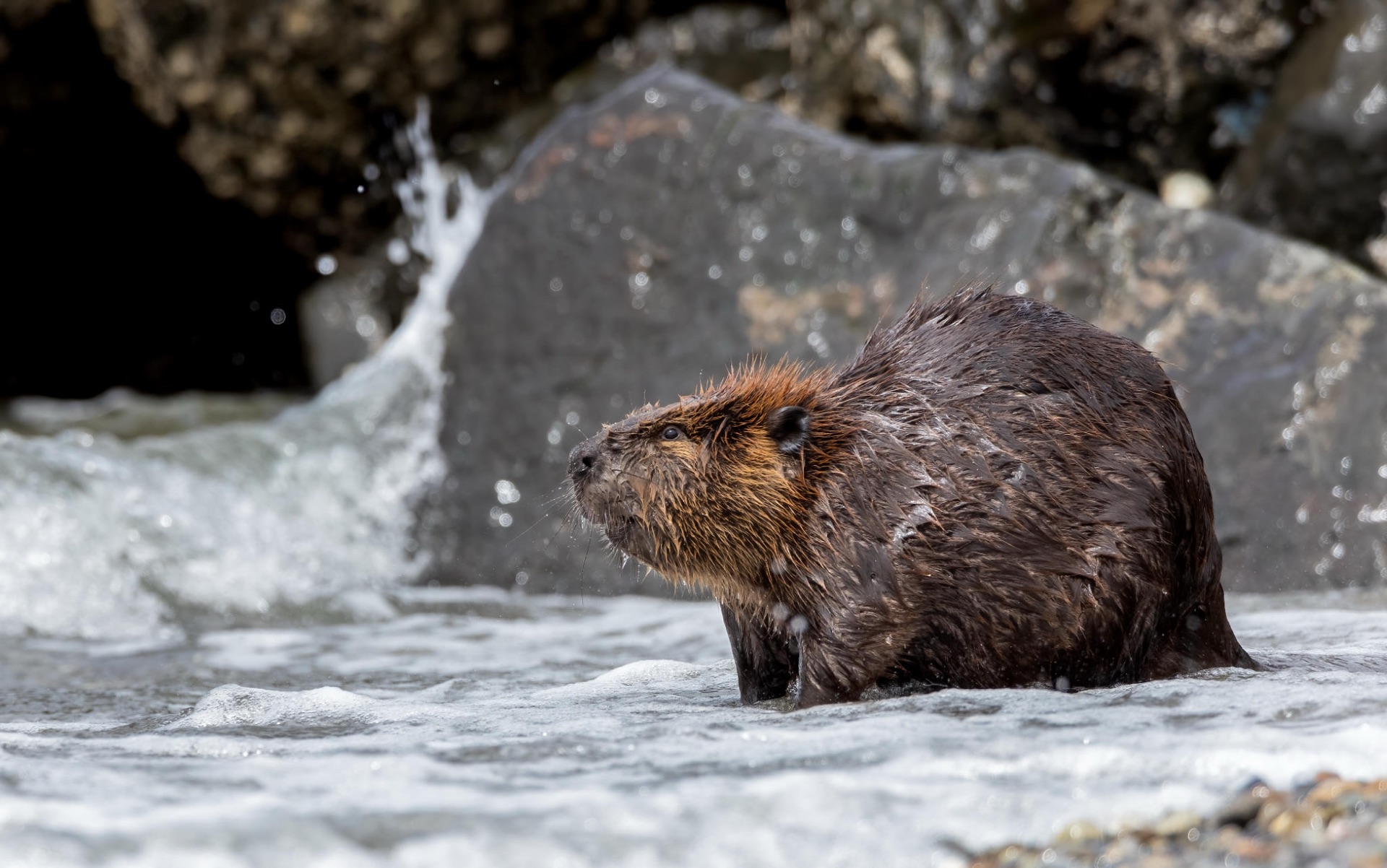 American Beaver