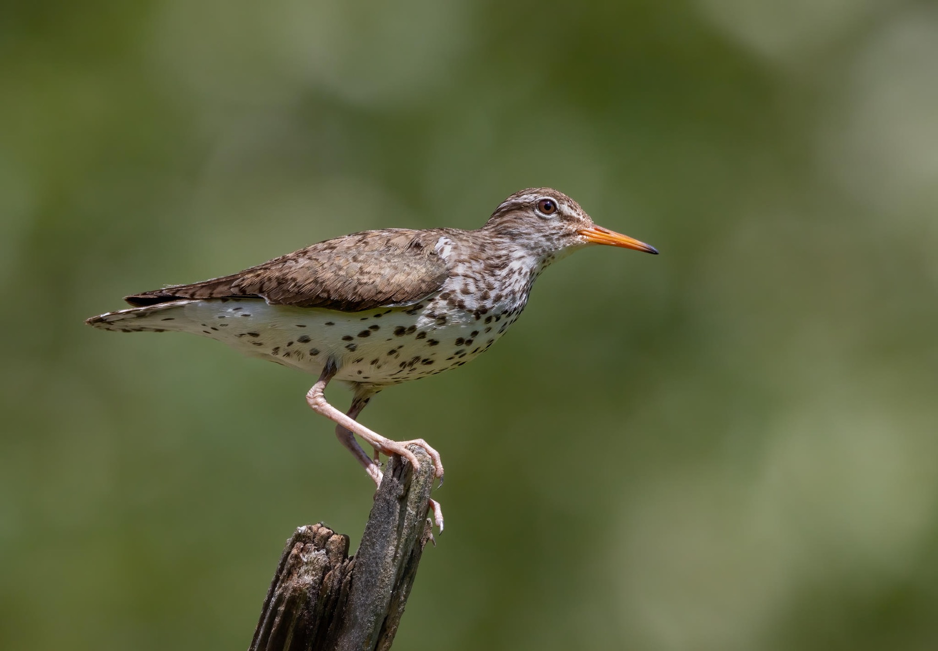 Spotted Sandpiper