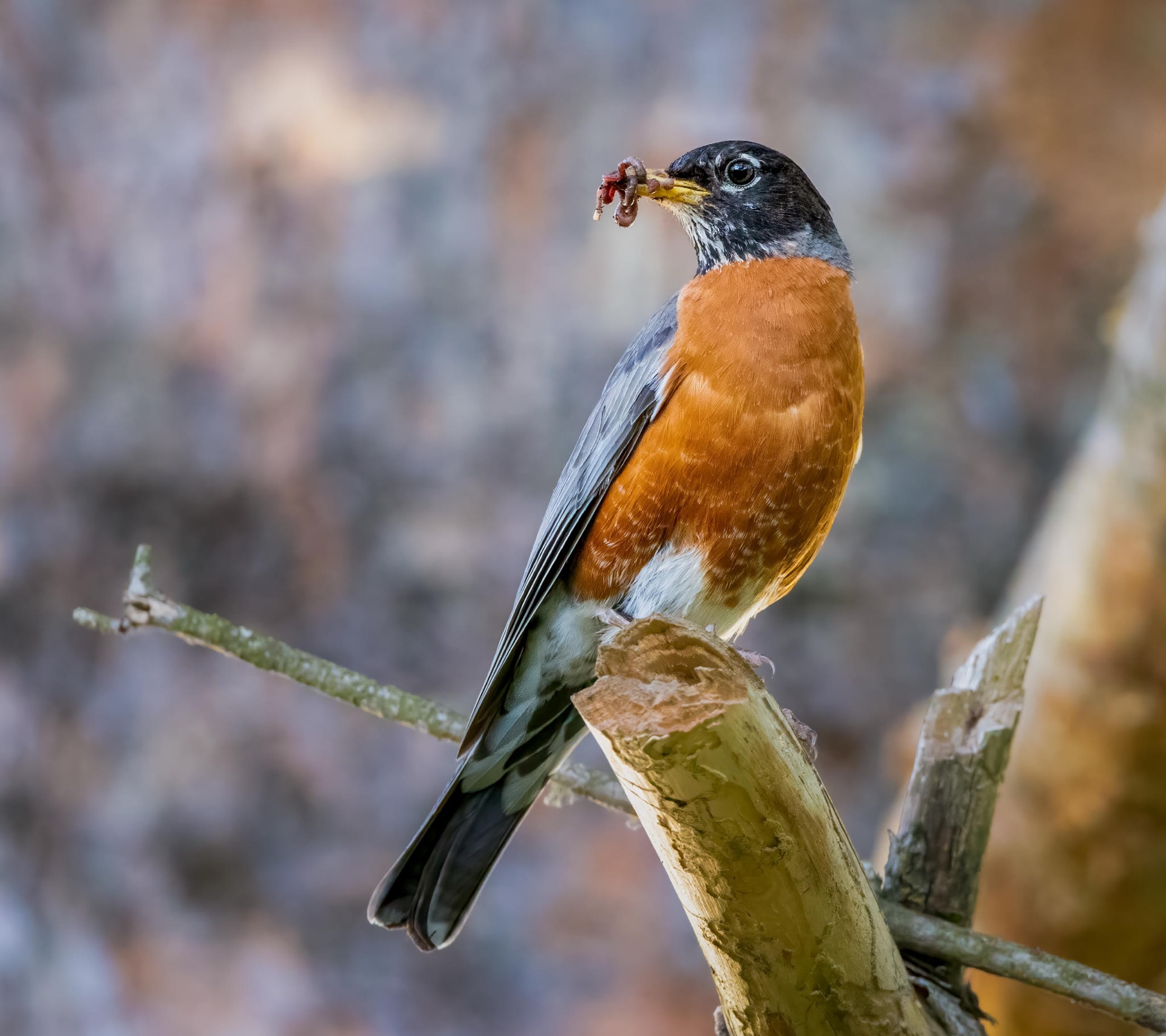 American Robin