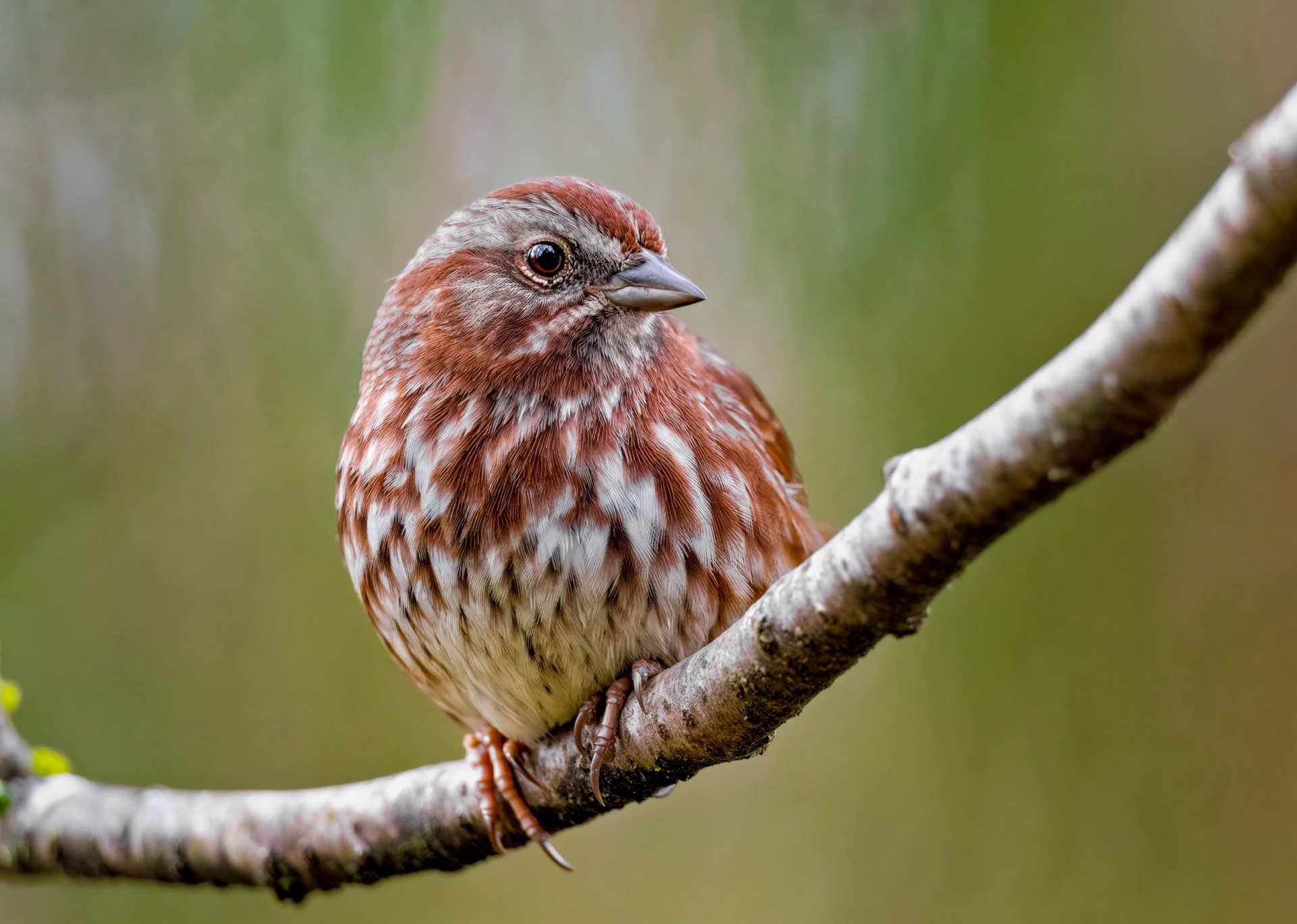 Song Sparrow