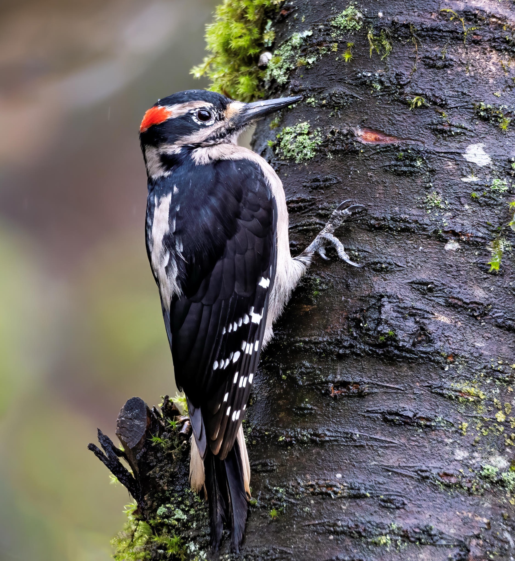 Hairy Woodpecker