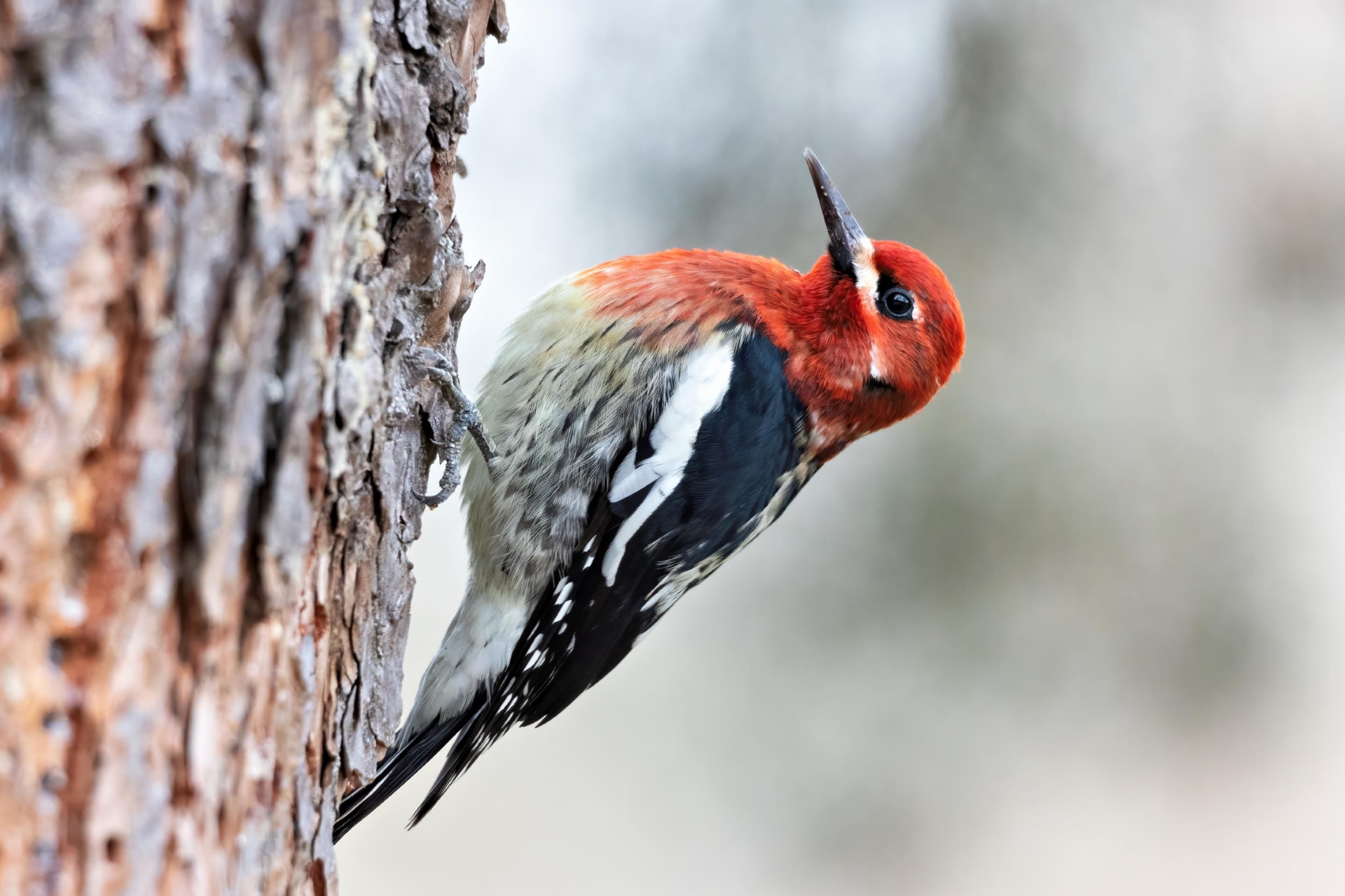 Red-breasted Sapsucker